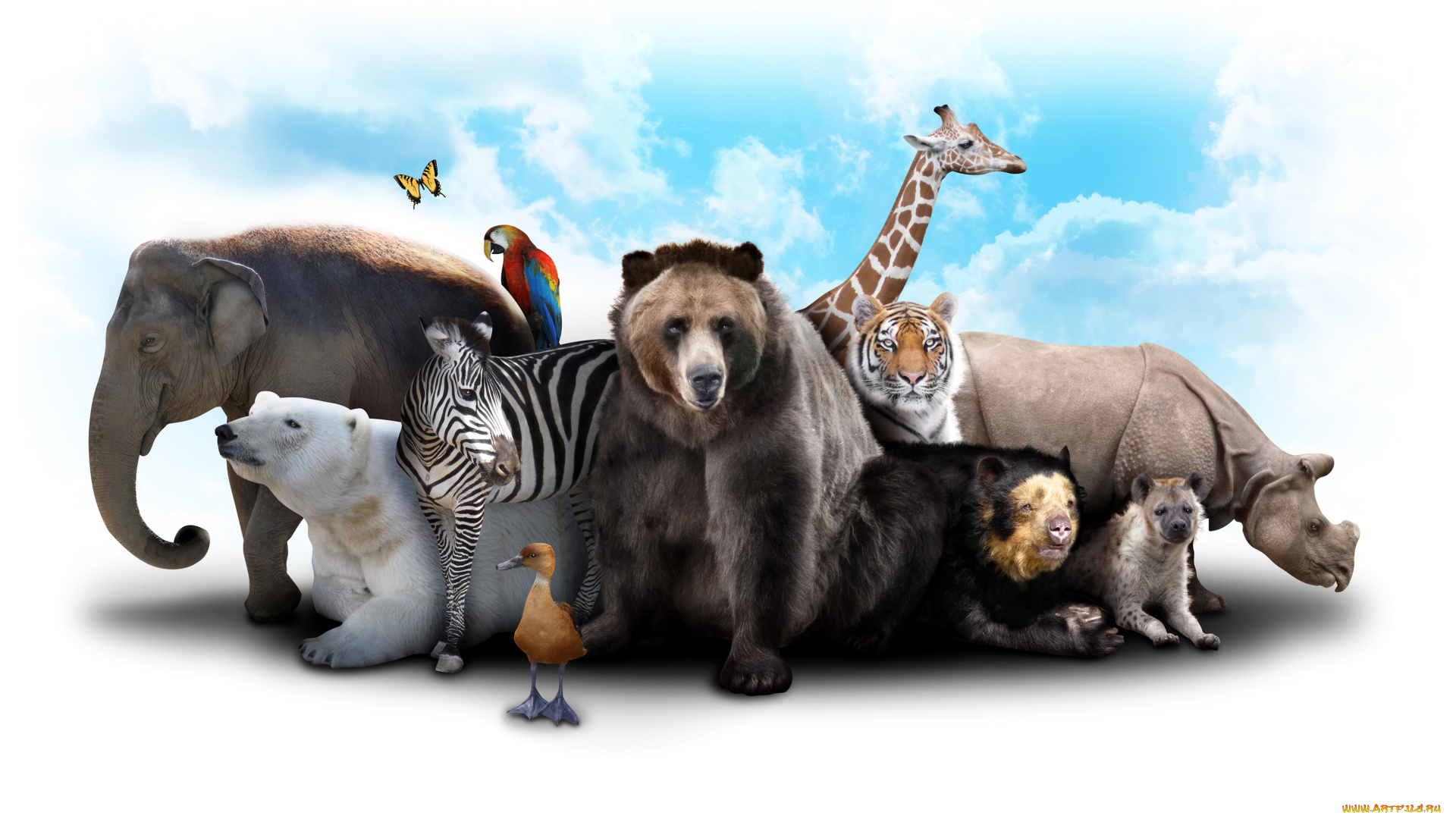 разное, компьютерный, дизайн, коала, медведь, зебра, жираф, слон, звери, белый, утка, носорог, гиена, тигр, облака, небо, бабочка, попугай