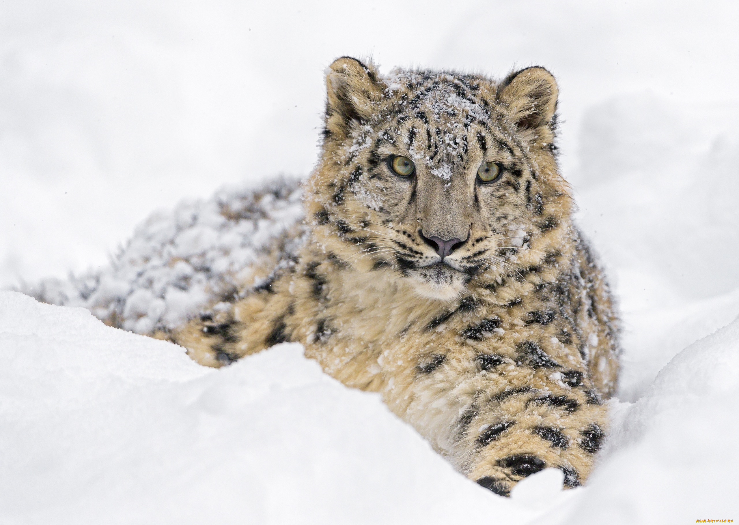 леопард на снегу без смс