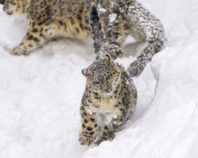 Картинка животные снежный+барс+ ирбис снег движение игра бег прыжок малыш котёнок барс кошка хищник детёныш зоопарк зима
