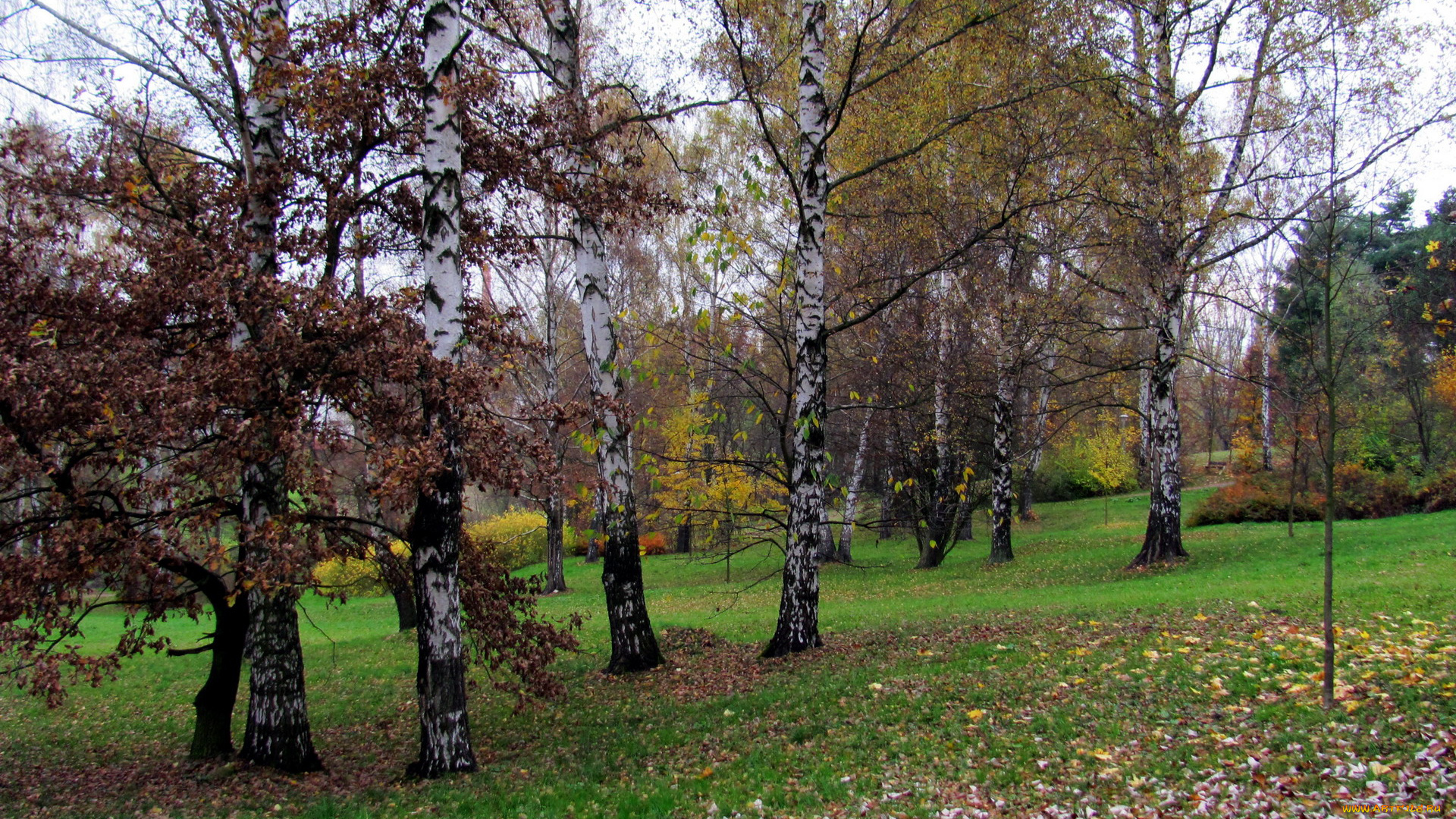 природа, деревья, осень, березки