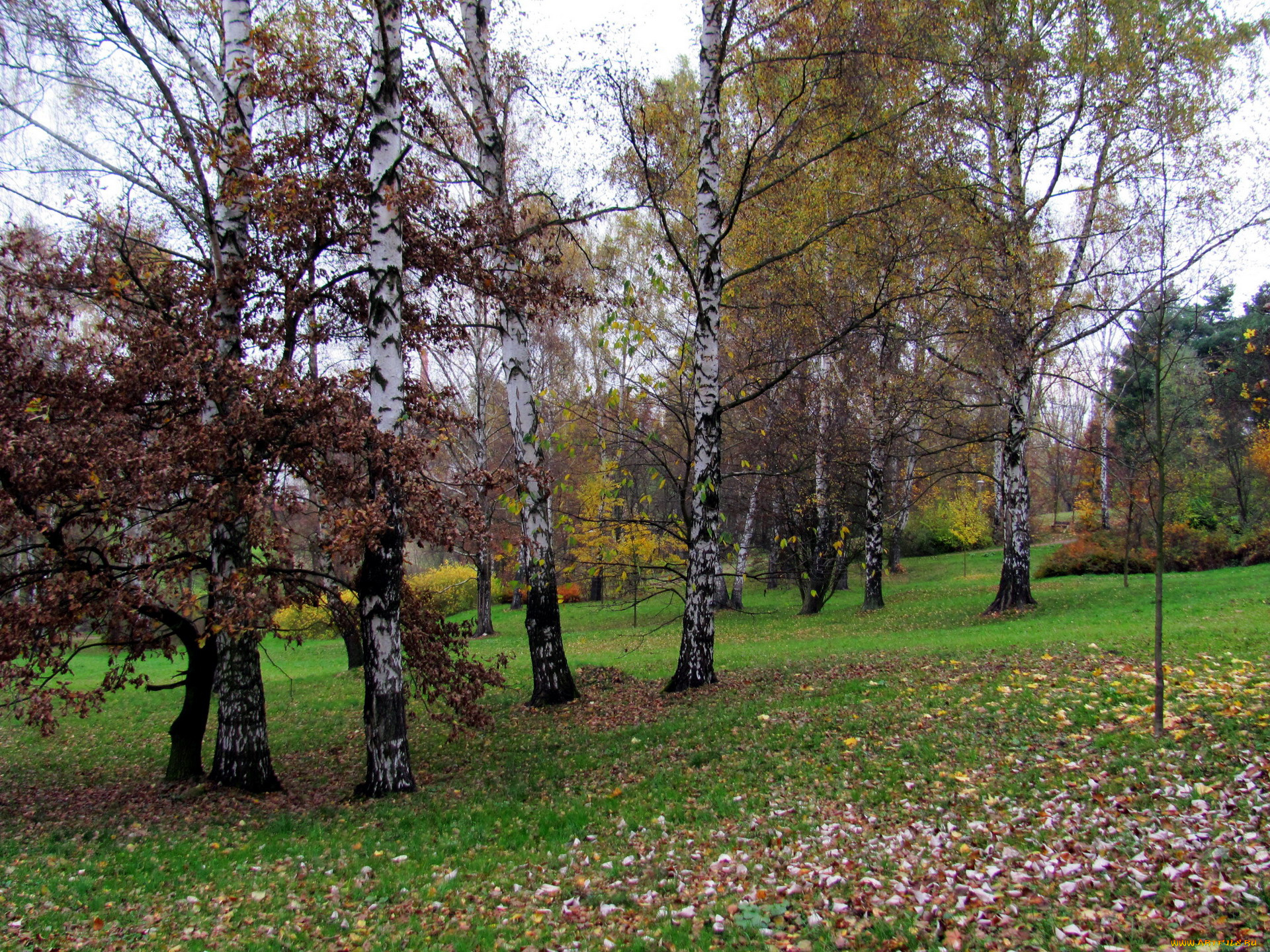 природа, деревья, осень, березки