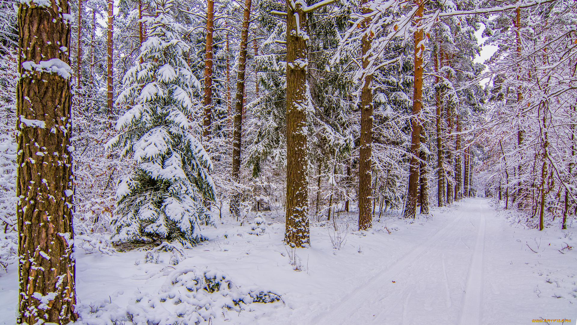 природа, дороги, снег, деревья, лес