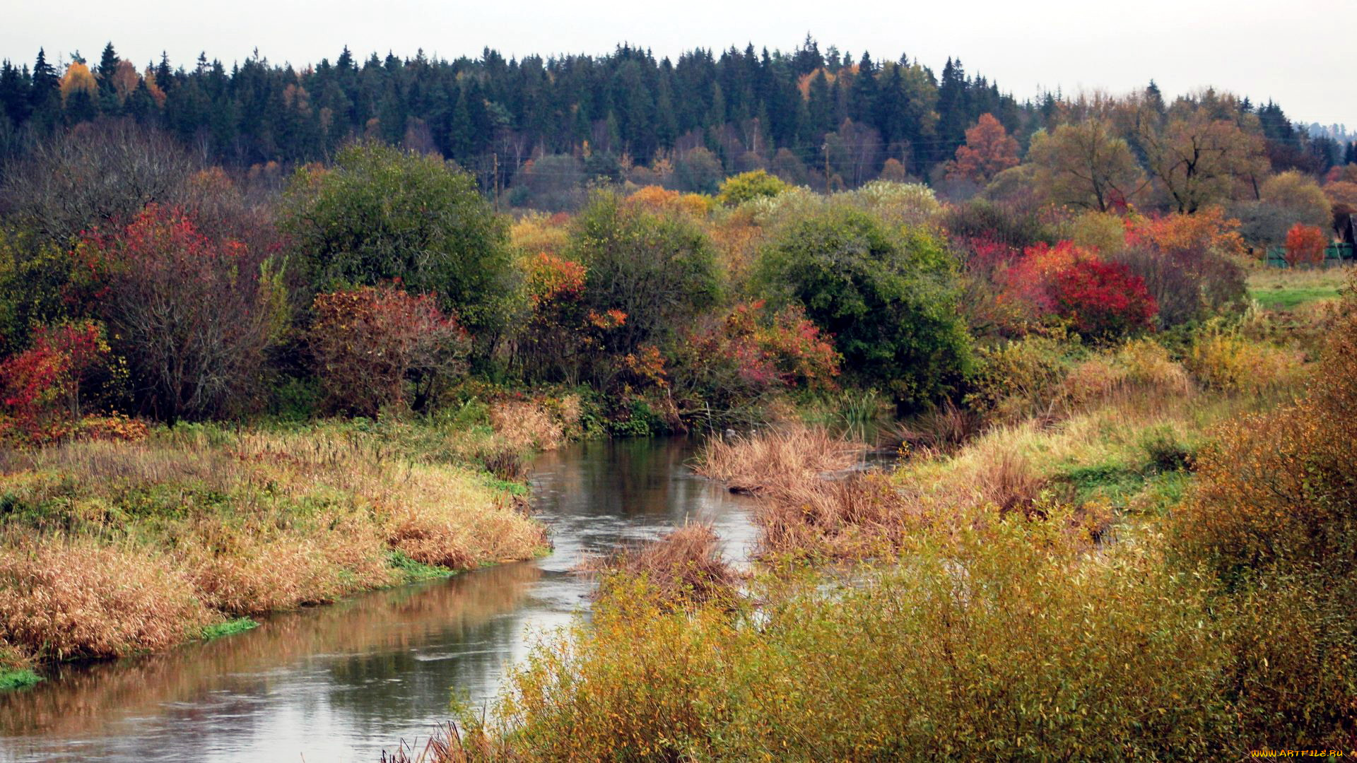природа, реки, озера, ручей, осень, кусты