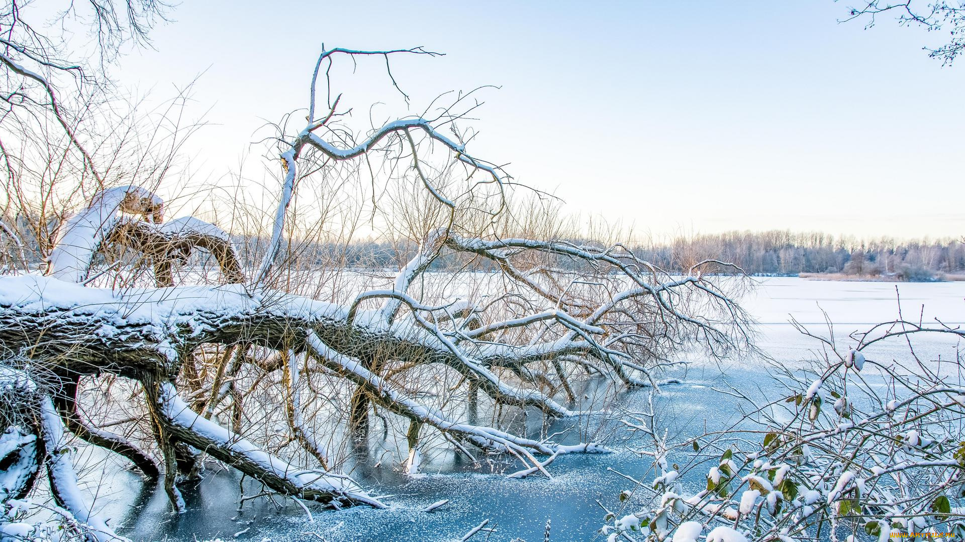 природа, зима, дерево, озеро, водоём