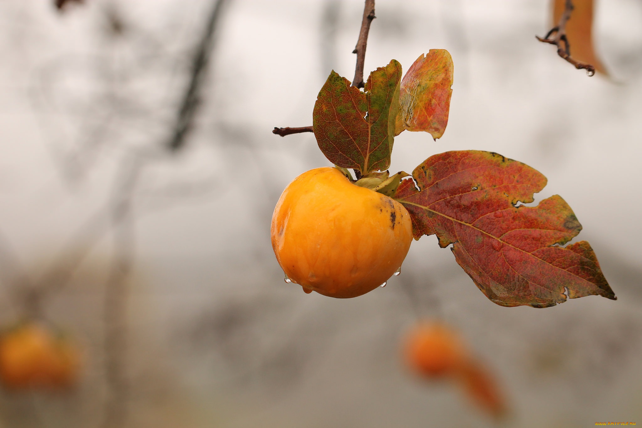 природа, плоды, ветка, яблоко, осень