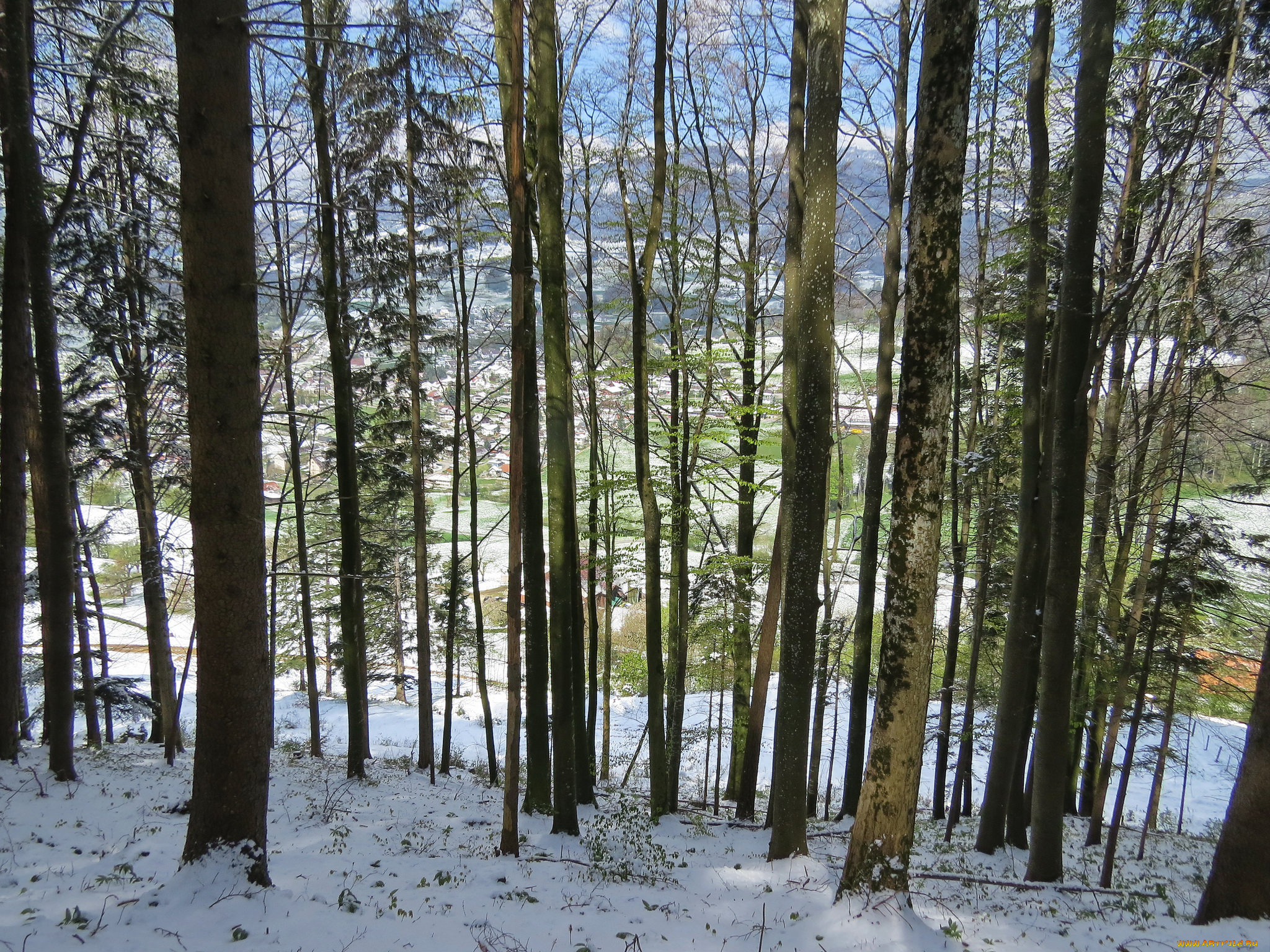природа, лес, снег