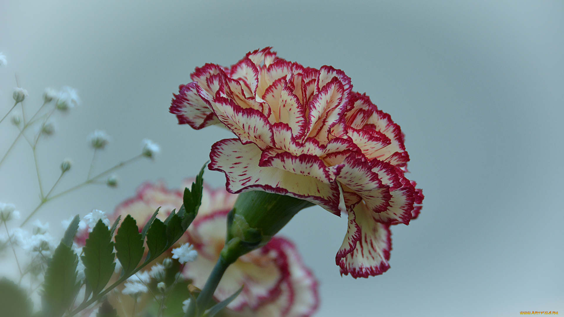 цветы, гвоздики, carnation, flower, гвоздика, цветок