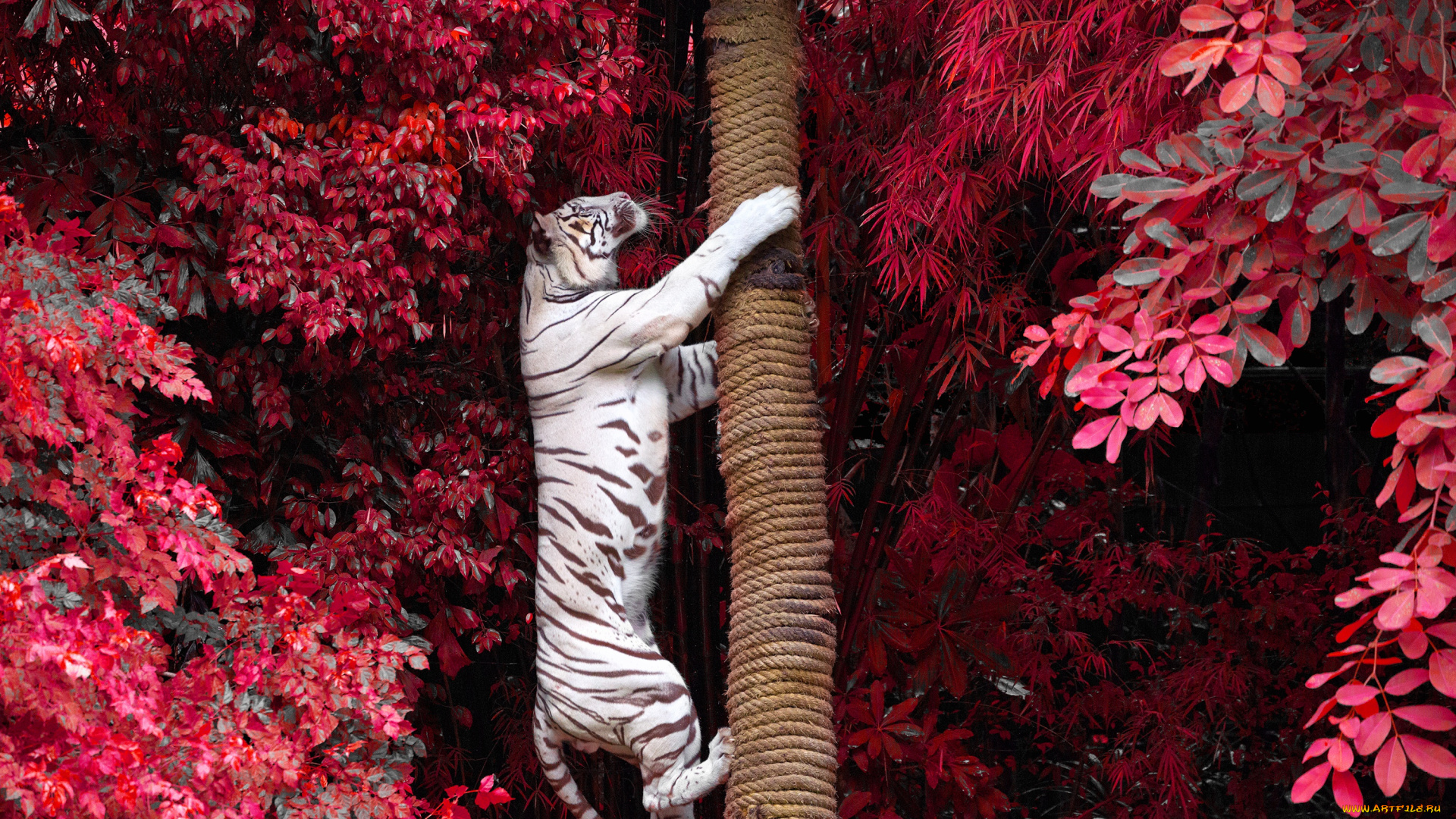 животные, тигры, ветки, белый, тигр, деревья, на, дерево, хищник, листва, залез, ствол