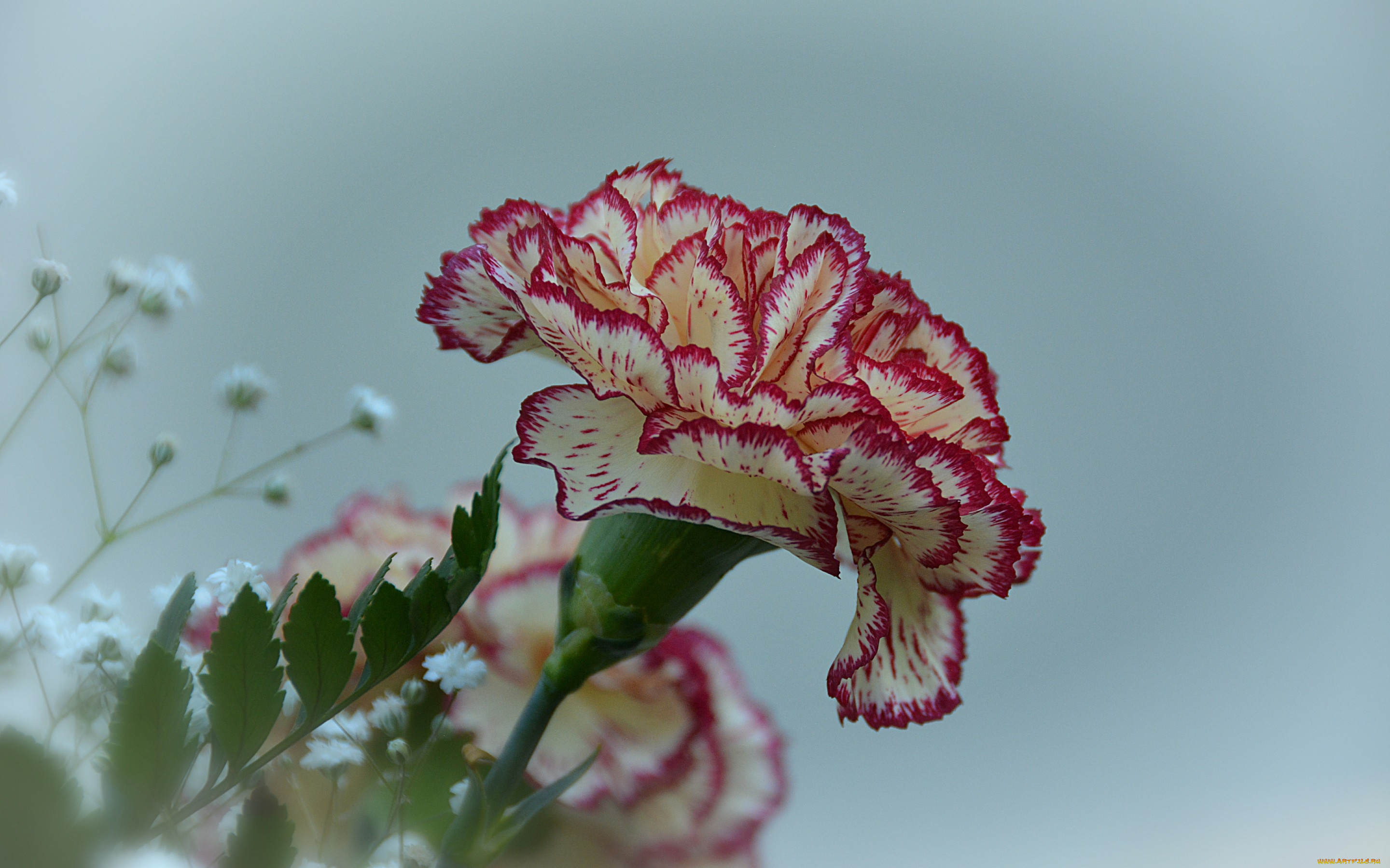 цветы, гвоздики, carnation, flower, гвоздика, цветок