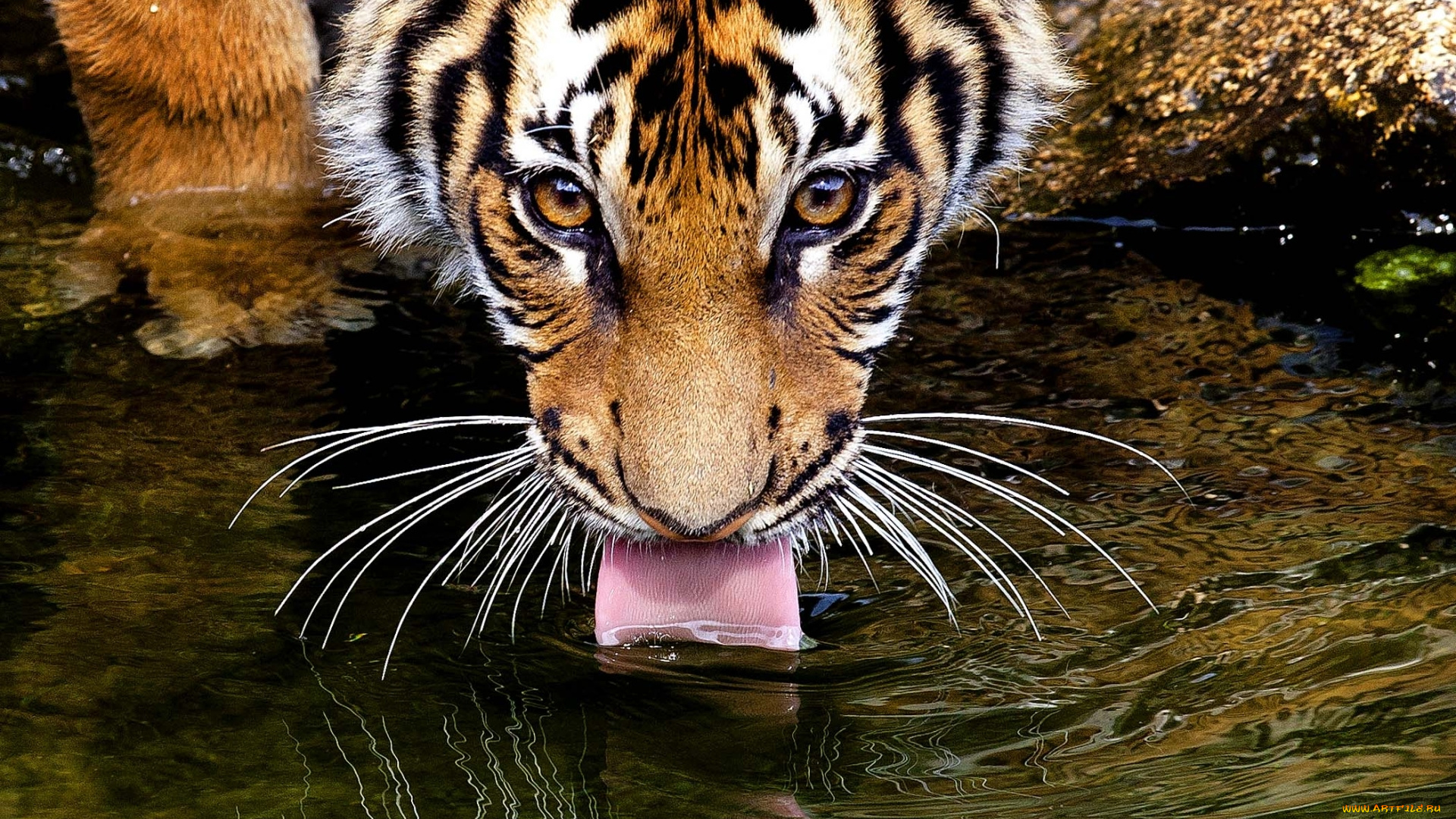 животные, тигры, язык, вода, тигр