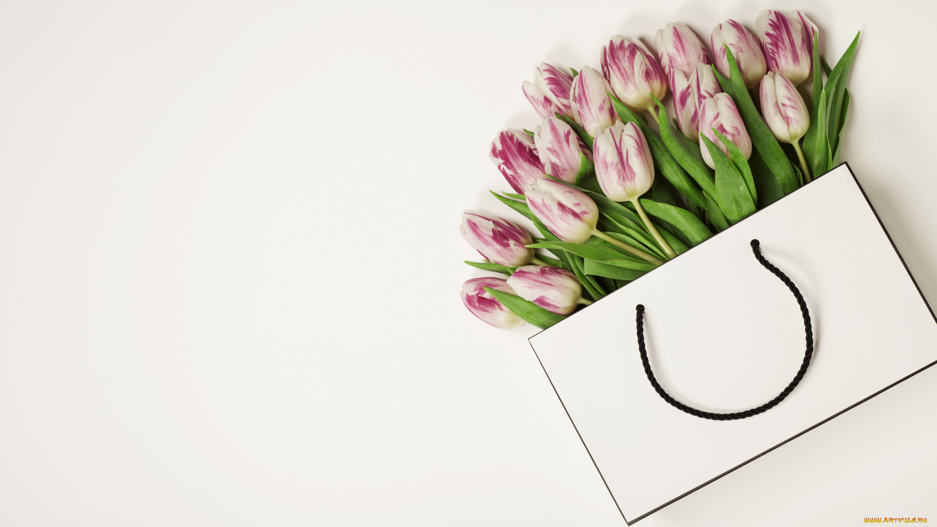 цветы, тюльпаны, белый, фон, букет, розовые, упаковка