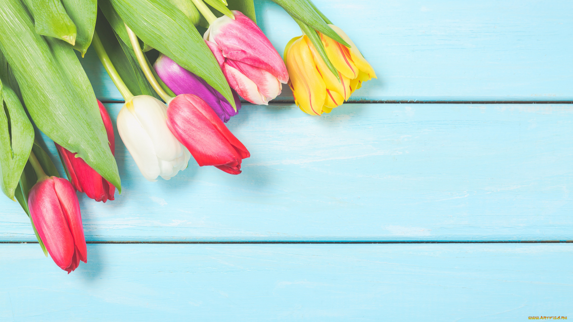 цветы, тюльпаны, colorful, wood, flowers, tulips, spring