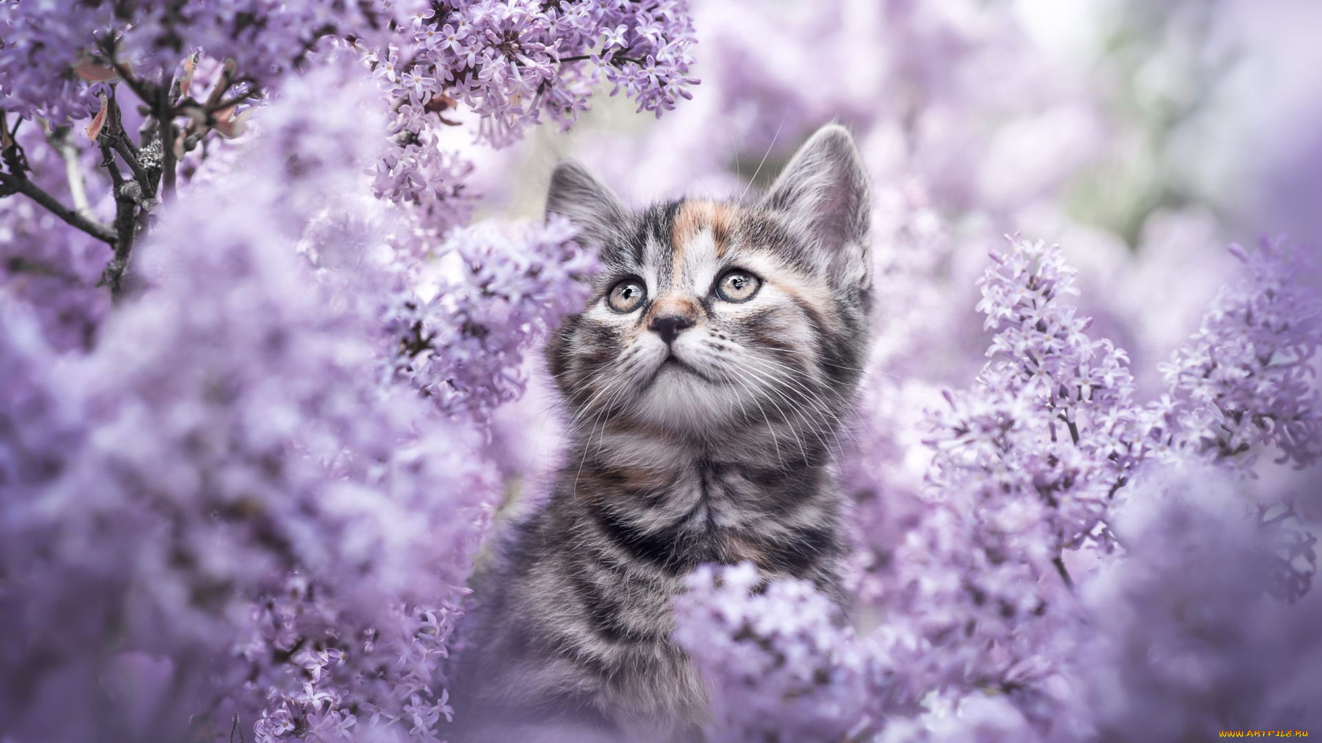 животные, коты, кошка, цветы, ветки, котенок, серый, портрет, весна, сад, милый, мордашка, сидит, полосатый, цветение, кусты, сирень, сиреневые