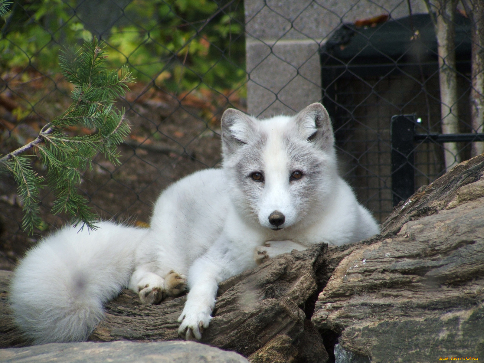 white, fox, животные, песцы