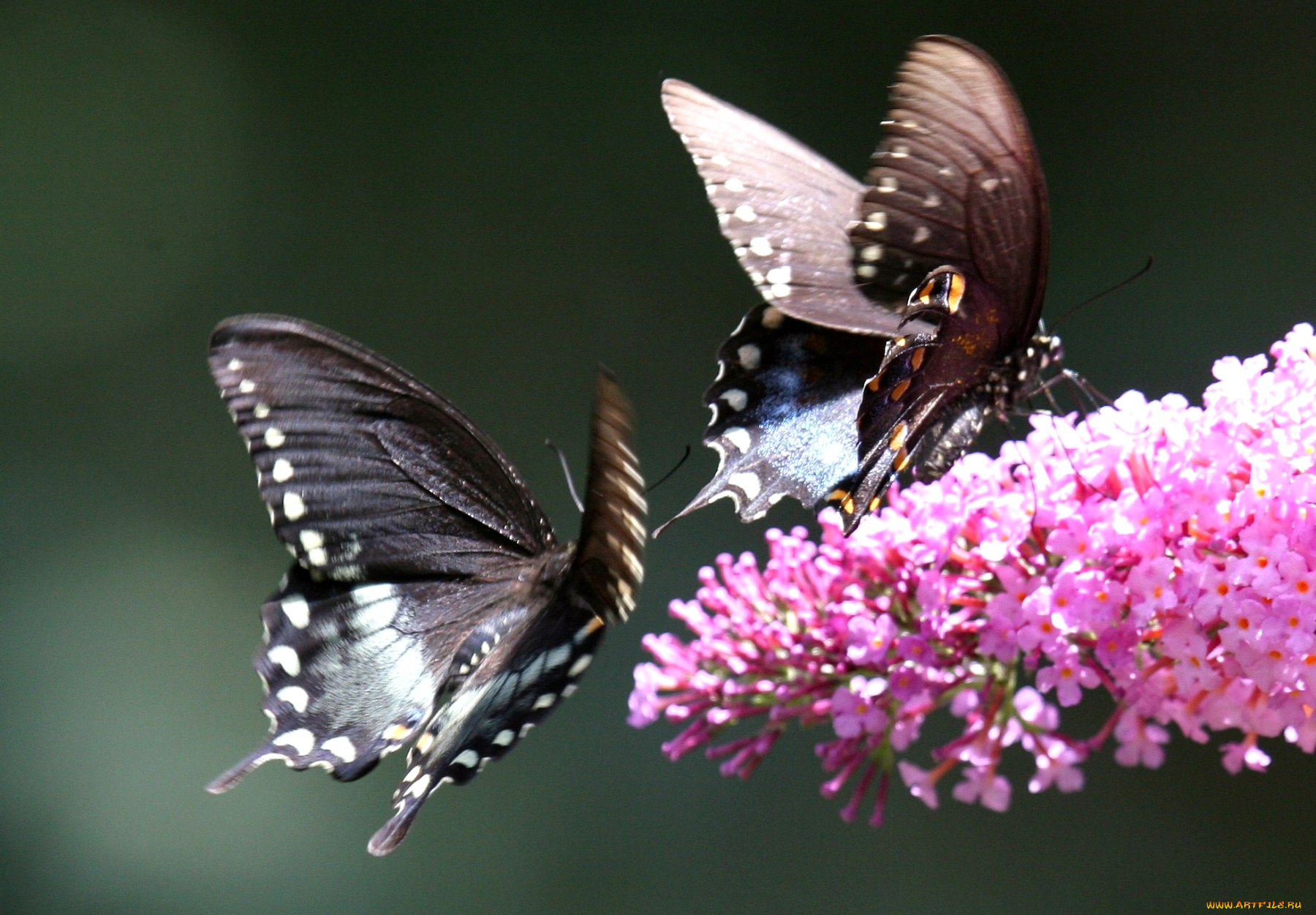 животные, бабочки, цветок, крылья
