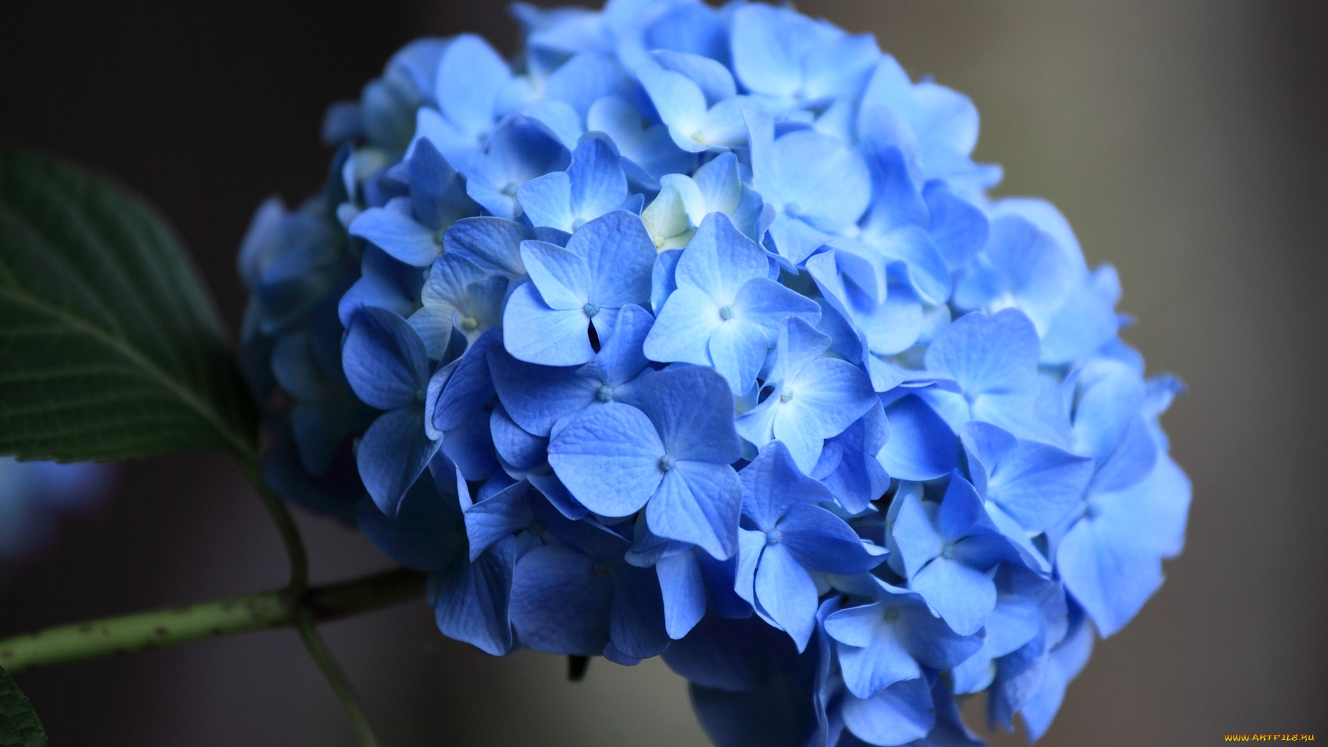 цветы, гортензия, шар, голубой