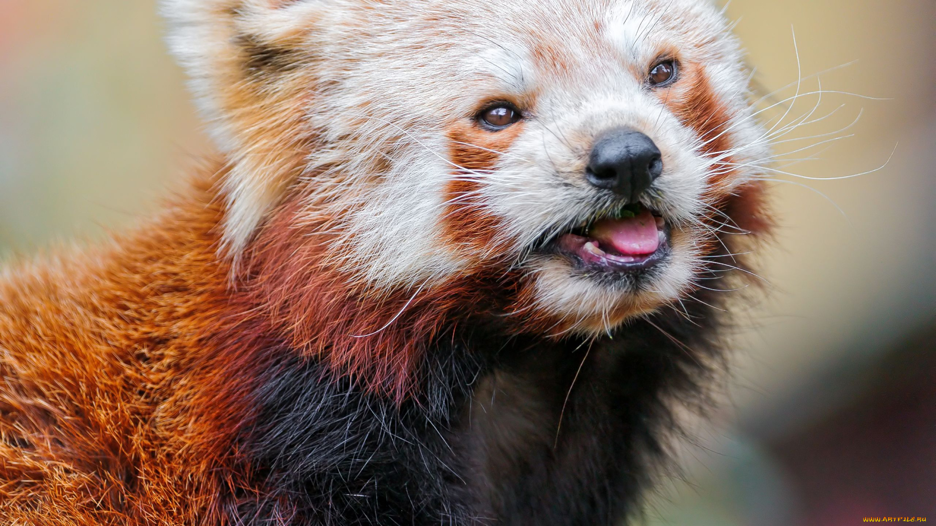 животные, панды, red, panda, малая, панда