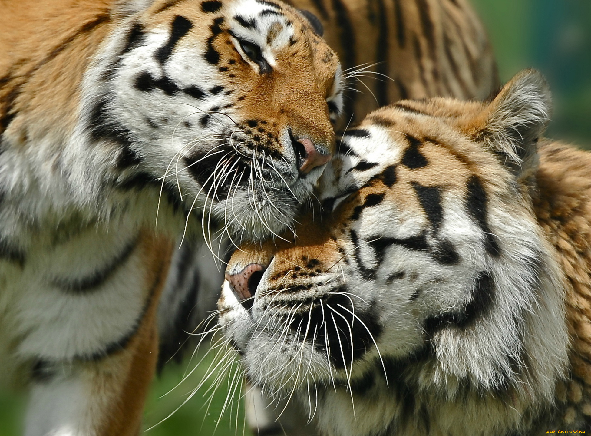 животные, тигры, хищники