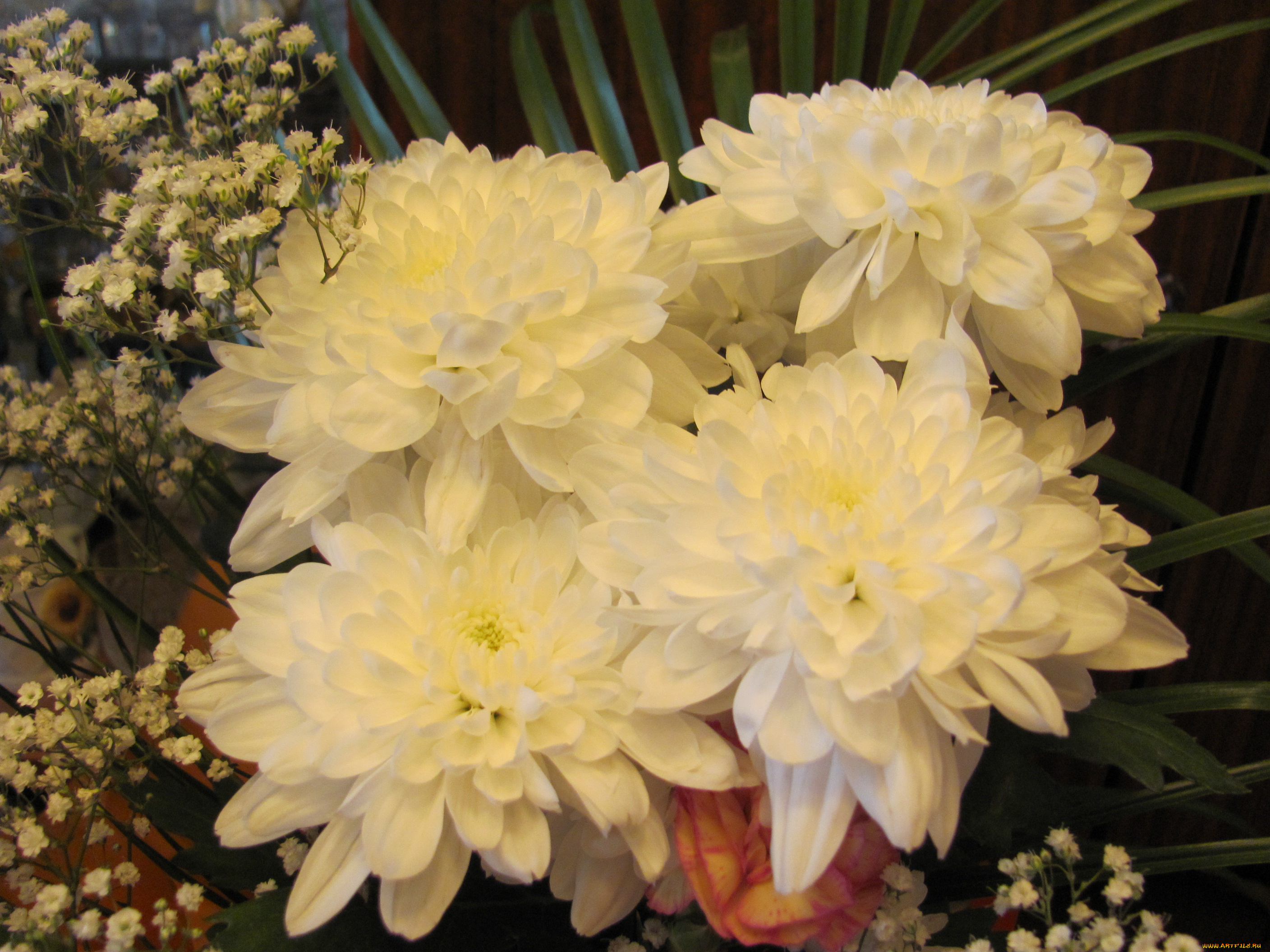 цветы, хризантемы, белый