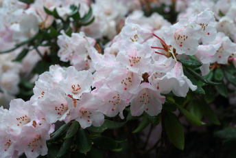 Картинка цветы рододендроны азалии бледно-розовый капли