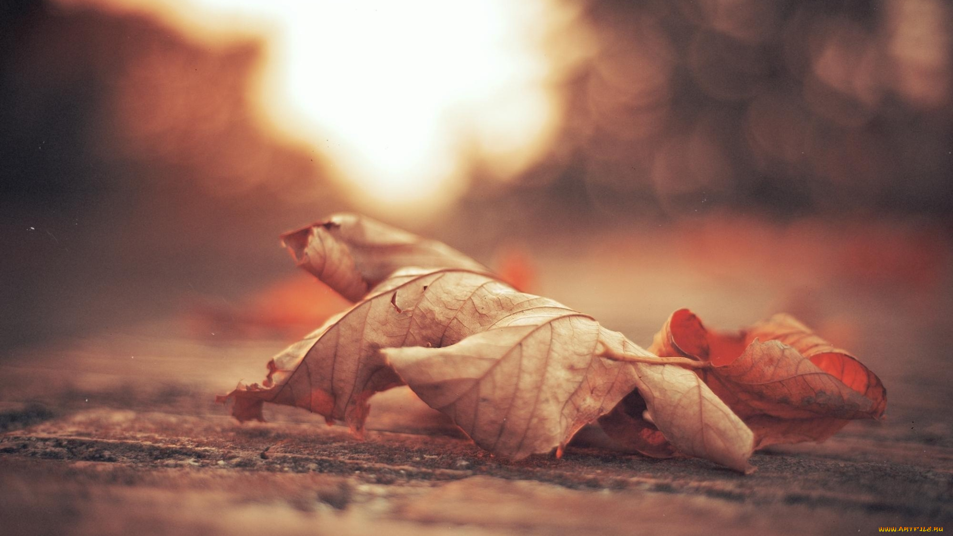природа, листья, сухой, лист, осень