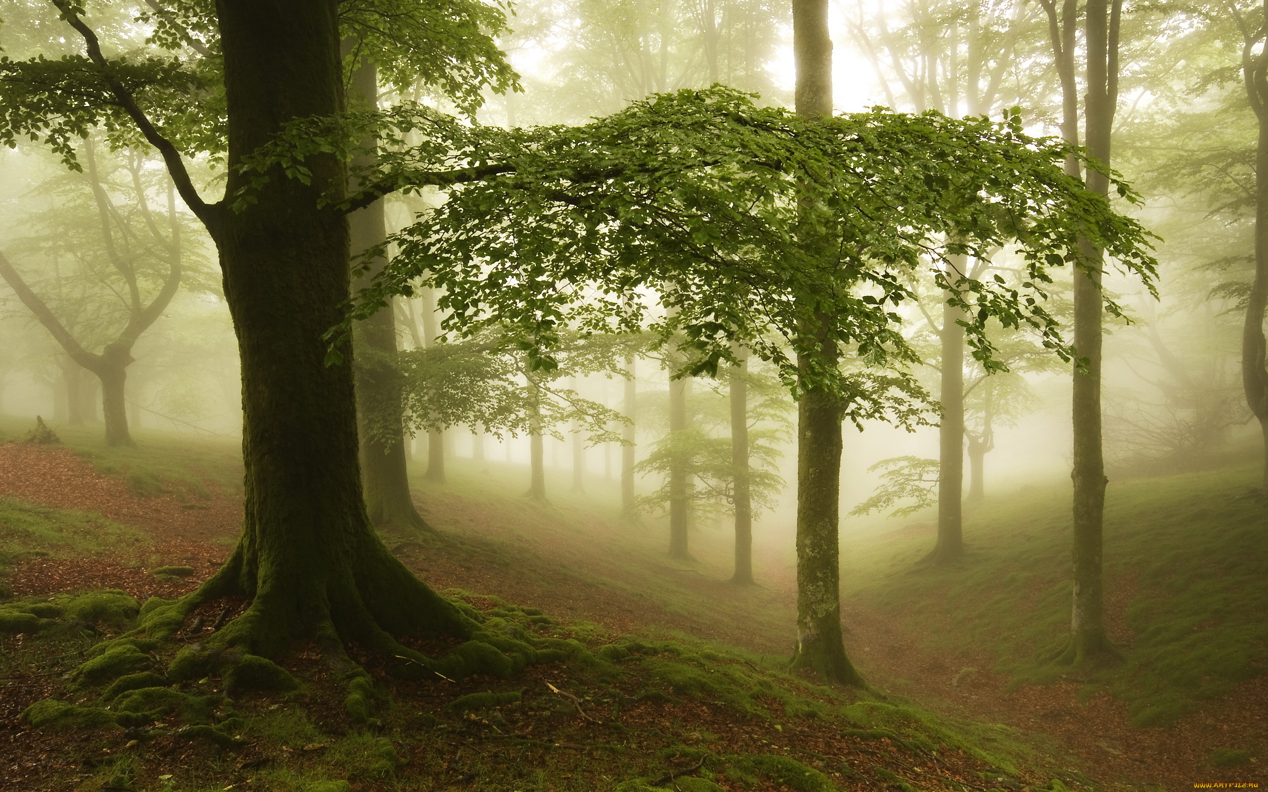 природа, лес, утро, деревья, овраг, туман