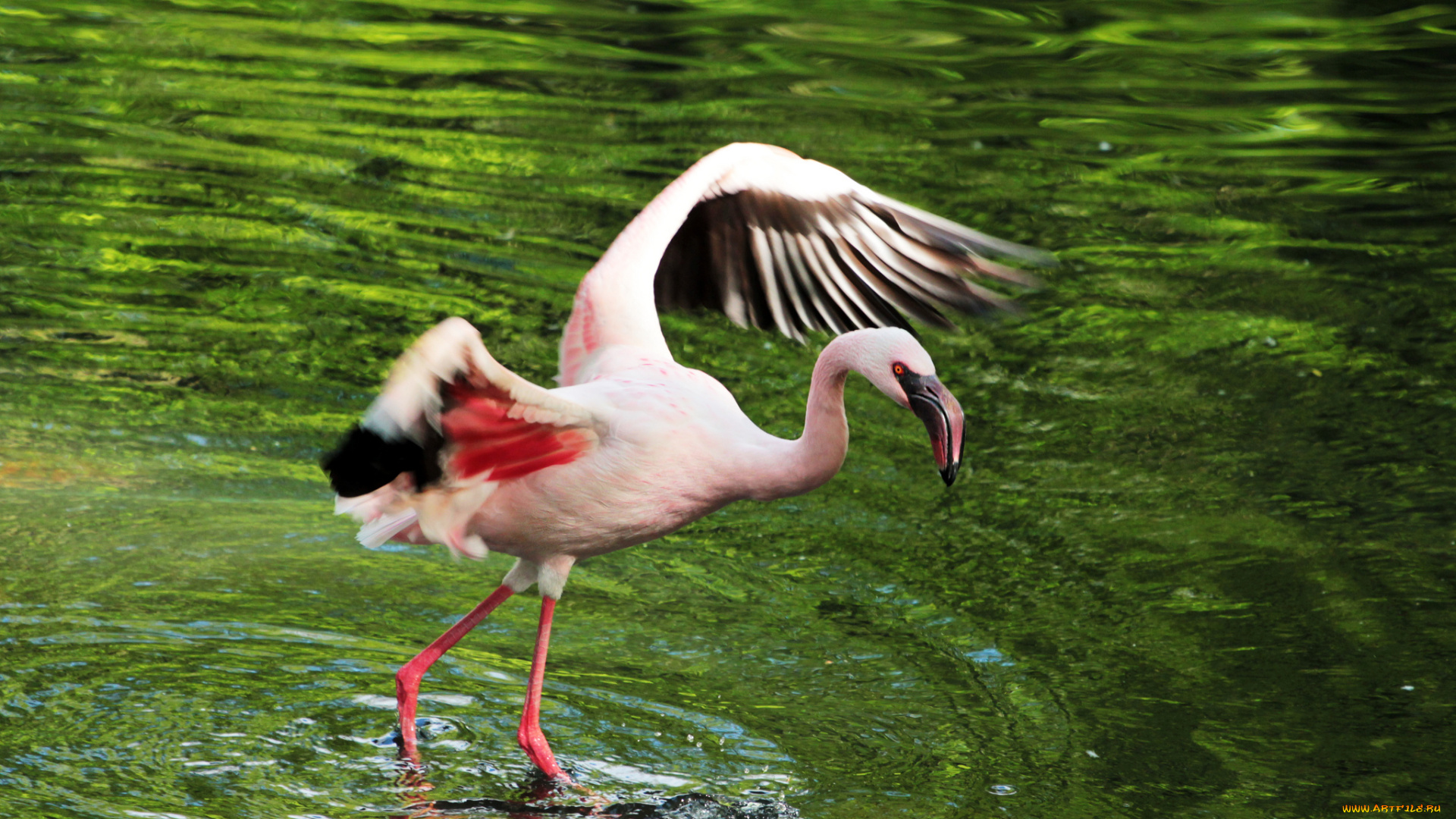 животные, фламинго, птица, вода, озеро