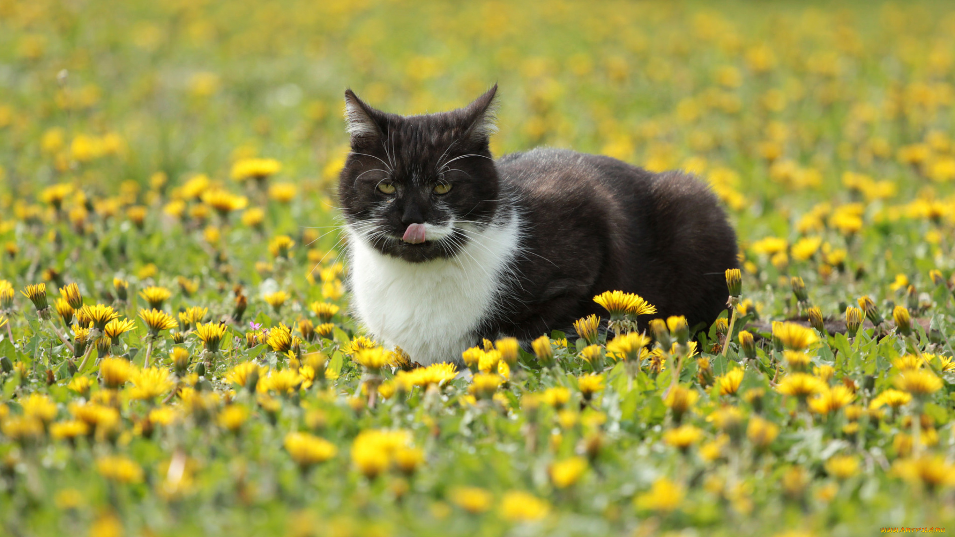 животные, коты, киса, коте, кошка, взгляд, усы, солнечно, луг, весна, одуванчики