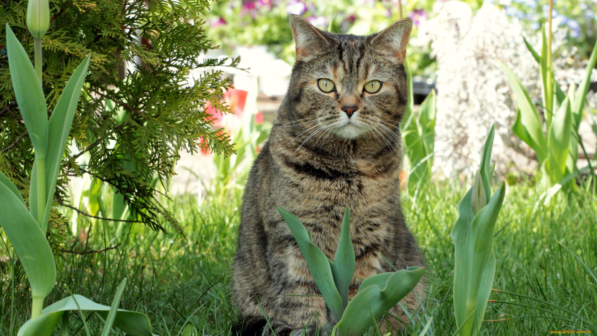 животные, коты, весна, тюльпаны, трава, киса, коте, кот, кошка