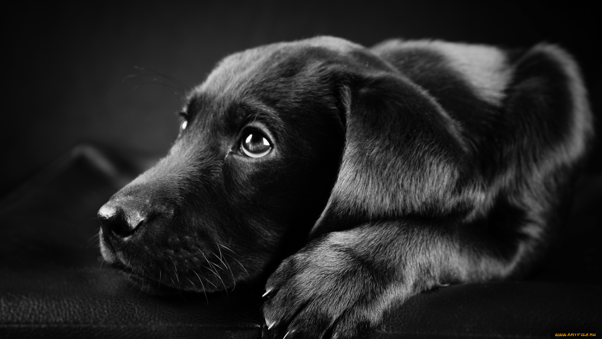 животные, собаки, собака, лабрадор, чёрный, черно, белое, фото