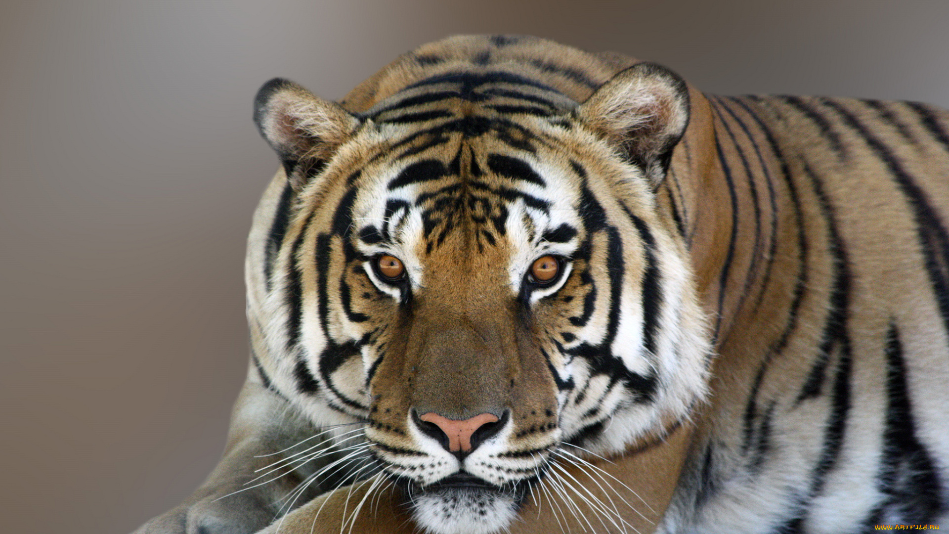 животные, тигры, взгляд, тигр, фон, полосы, хищник