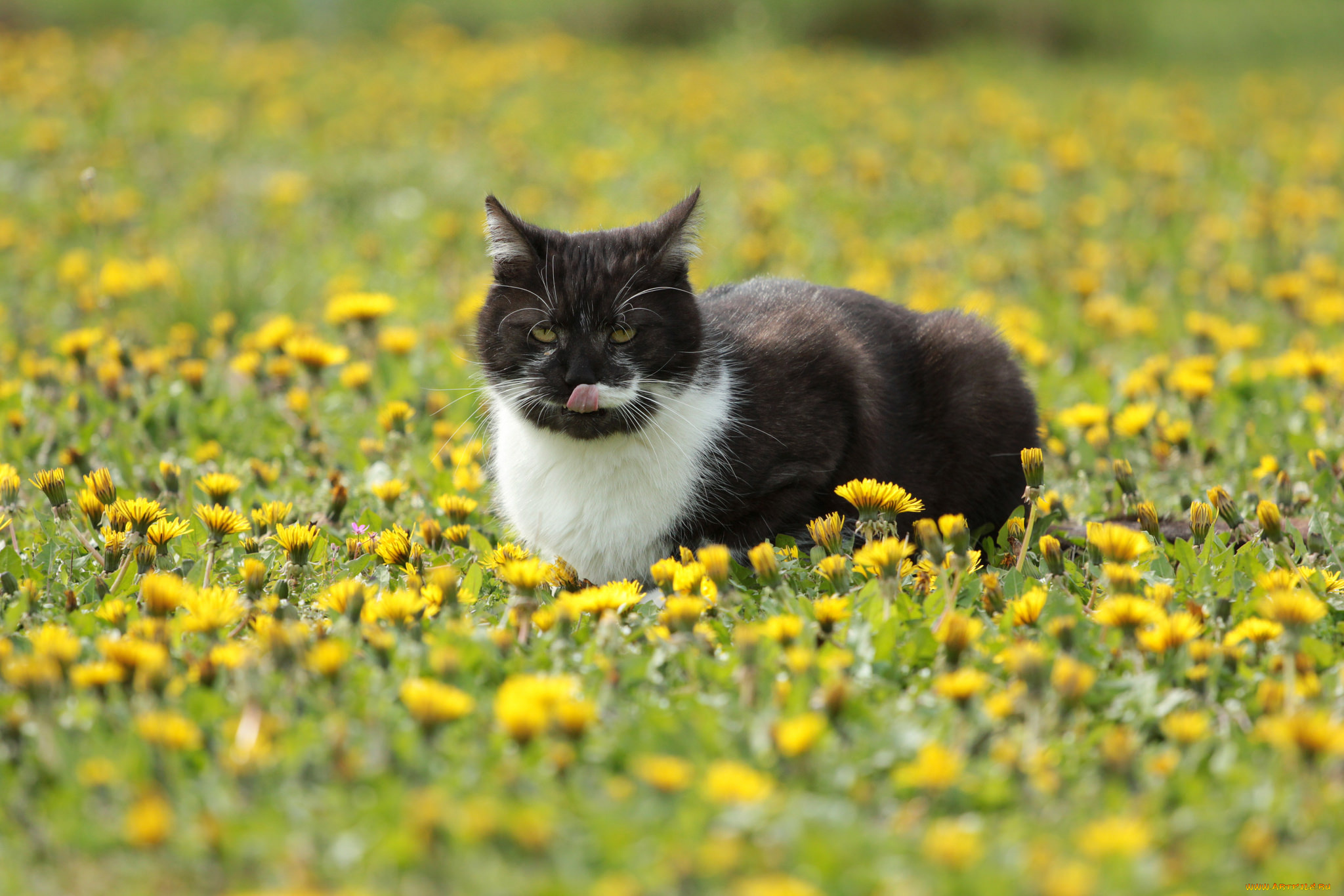 животные, коты, киса, коте, кошка, взгляд, усы, солнечно, луг, весна, одуванчики