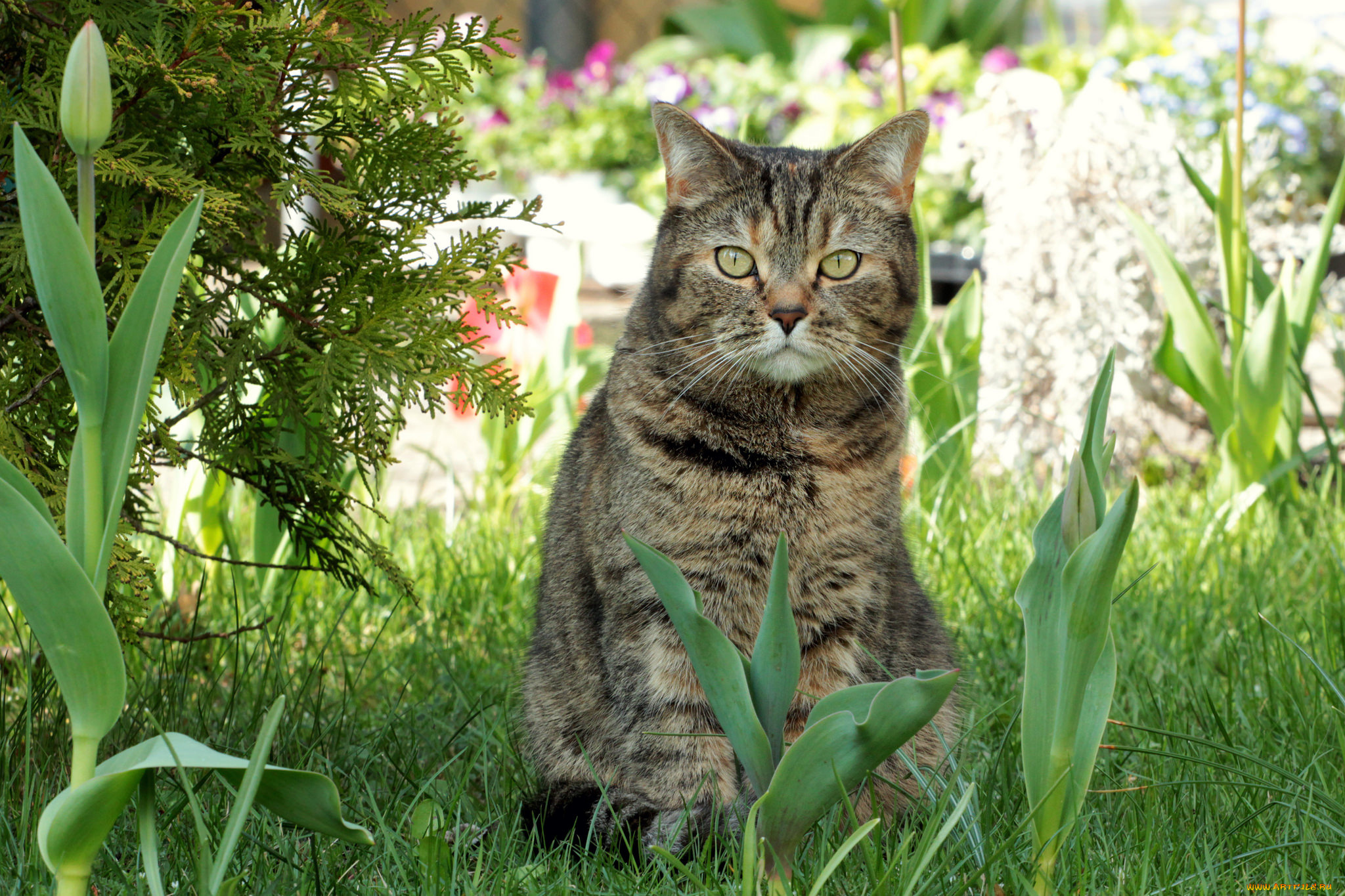 животные, коты, весна, тюльпаны, трава, киса, коте, кот, кошка