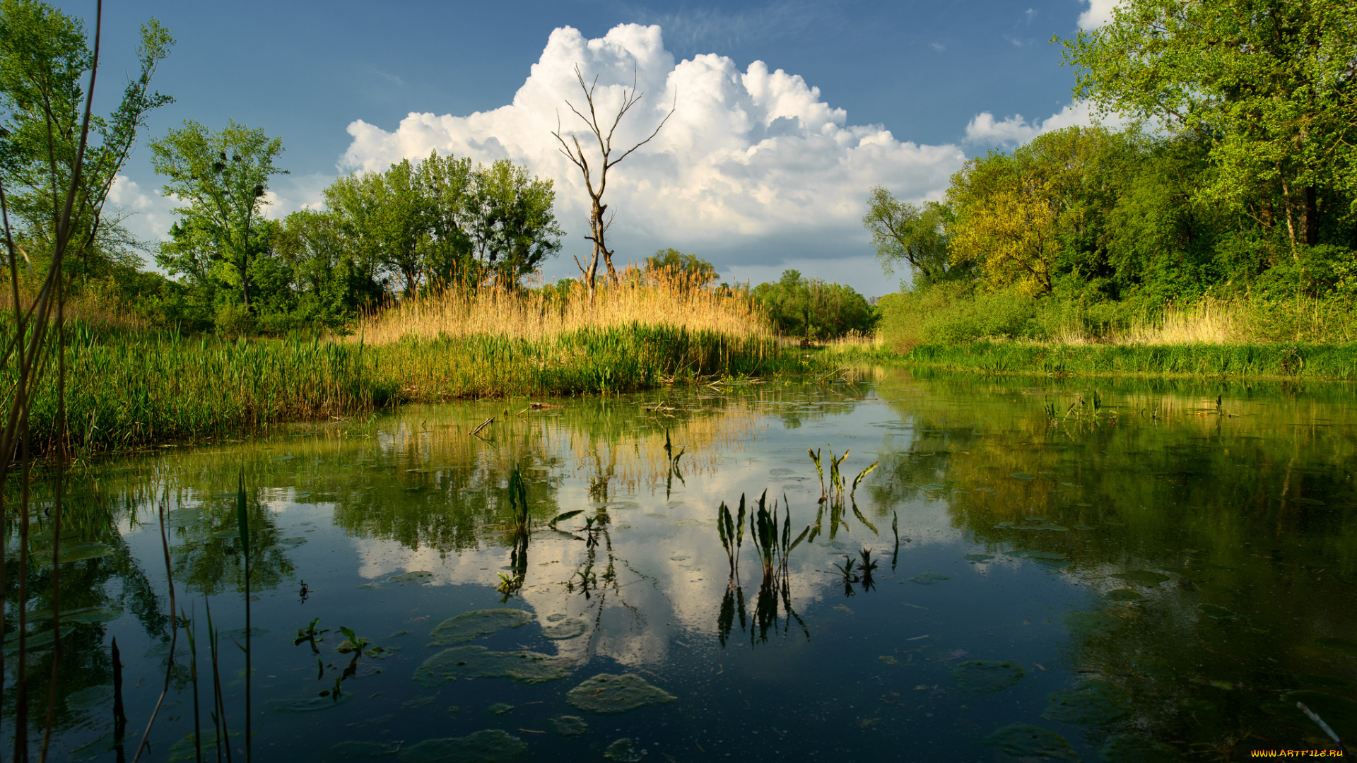 природа, реки, озера, река, лес