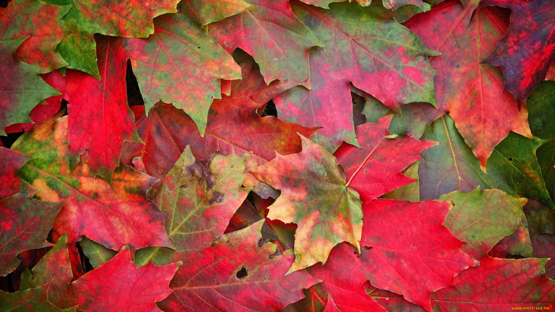 природа, листья, красные, осень, клен