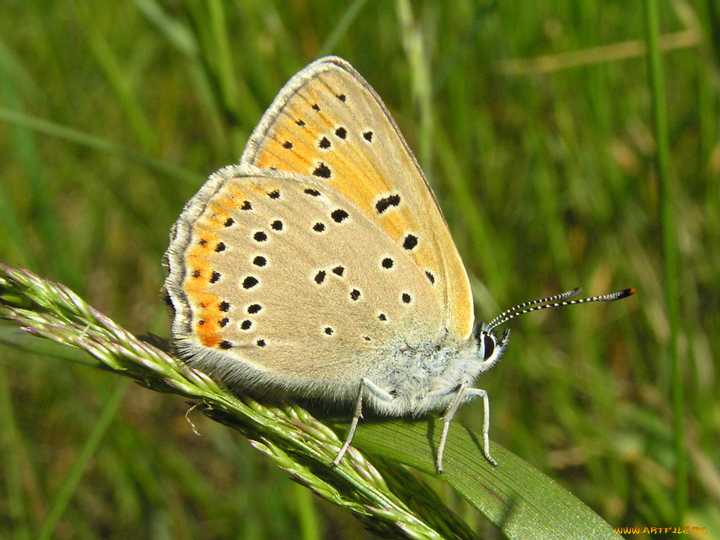 heodes, hippothoe, животные, бабочки