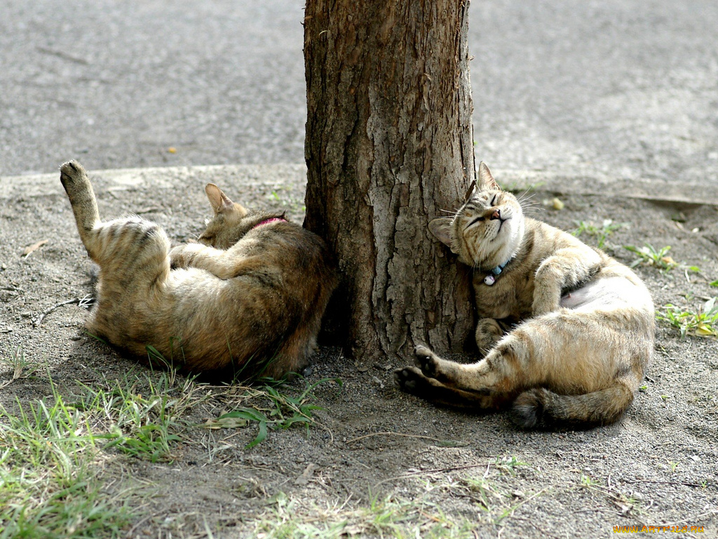 животные, коты