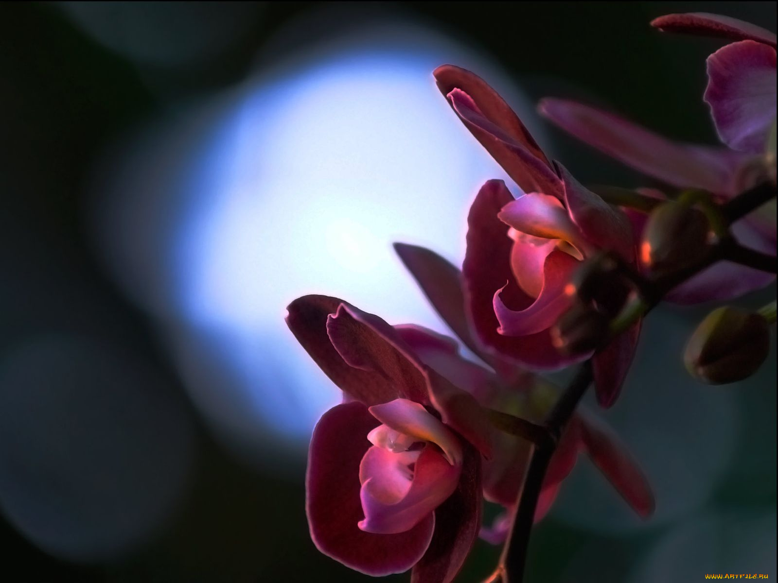 цветы, орхидеи, бордо