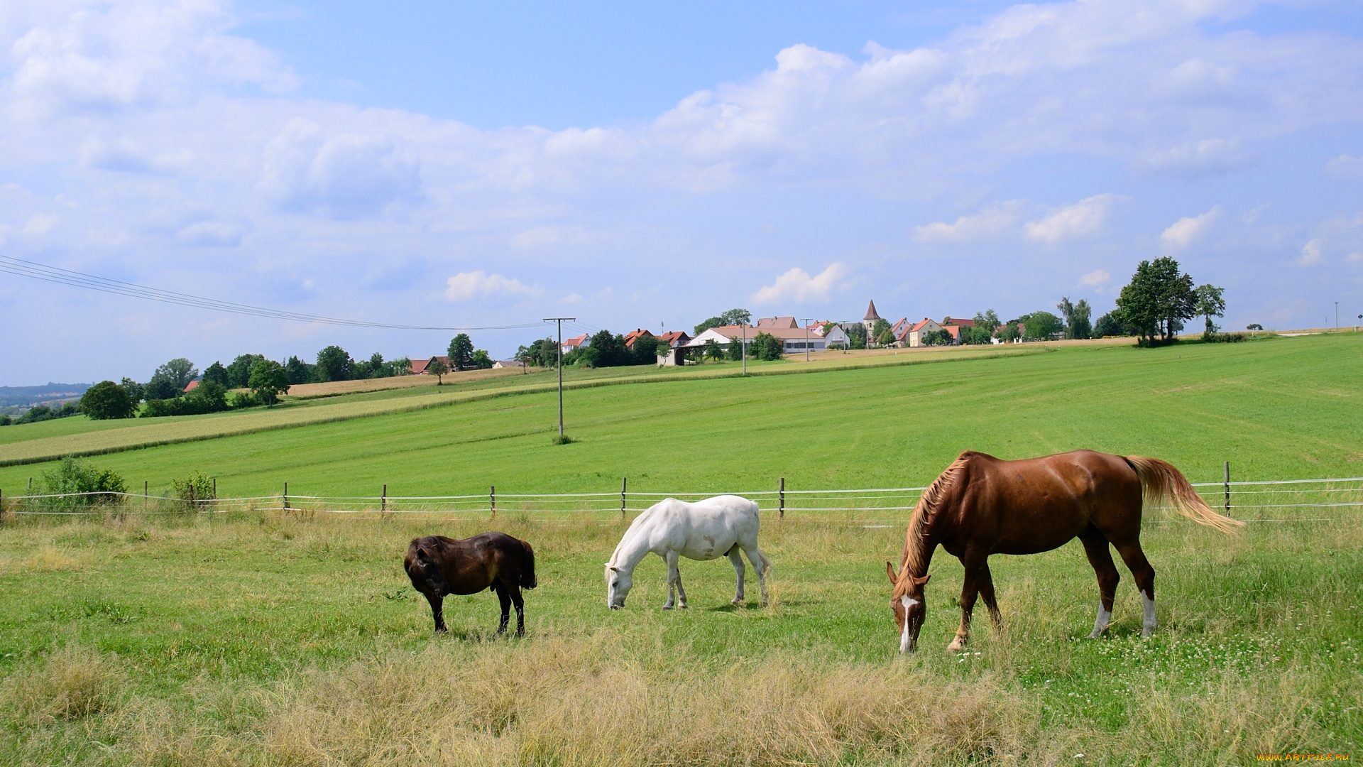 животные, лошади, поле, дома