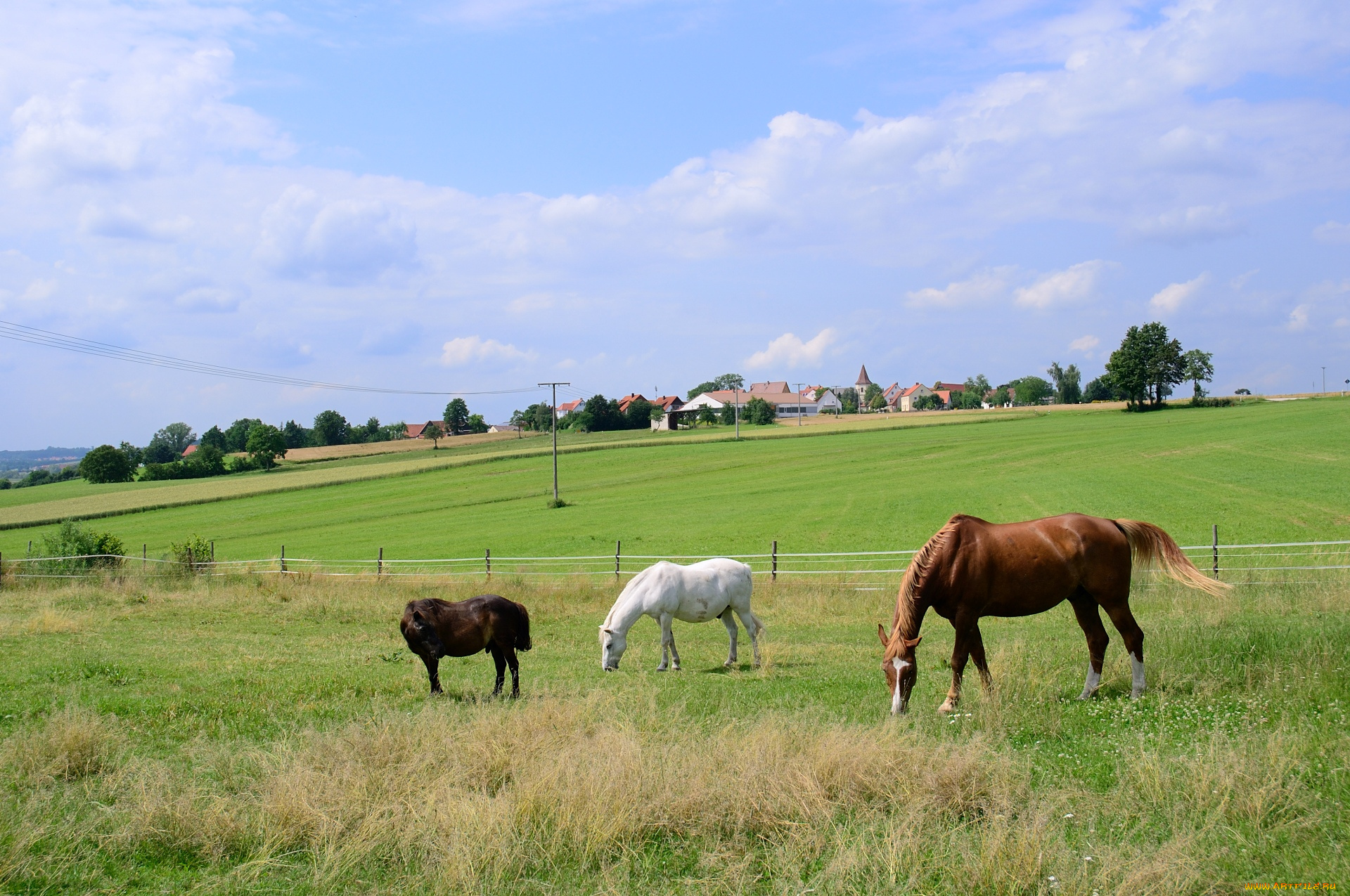Верховое поле. Лошадь в поле. Лошади в деревне. Пять лошадей в поле. Лошадь в чистом поле.