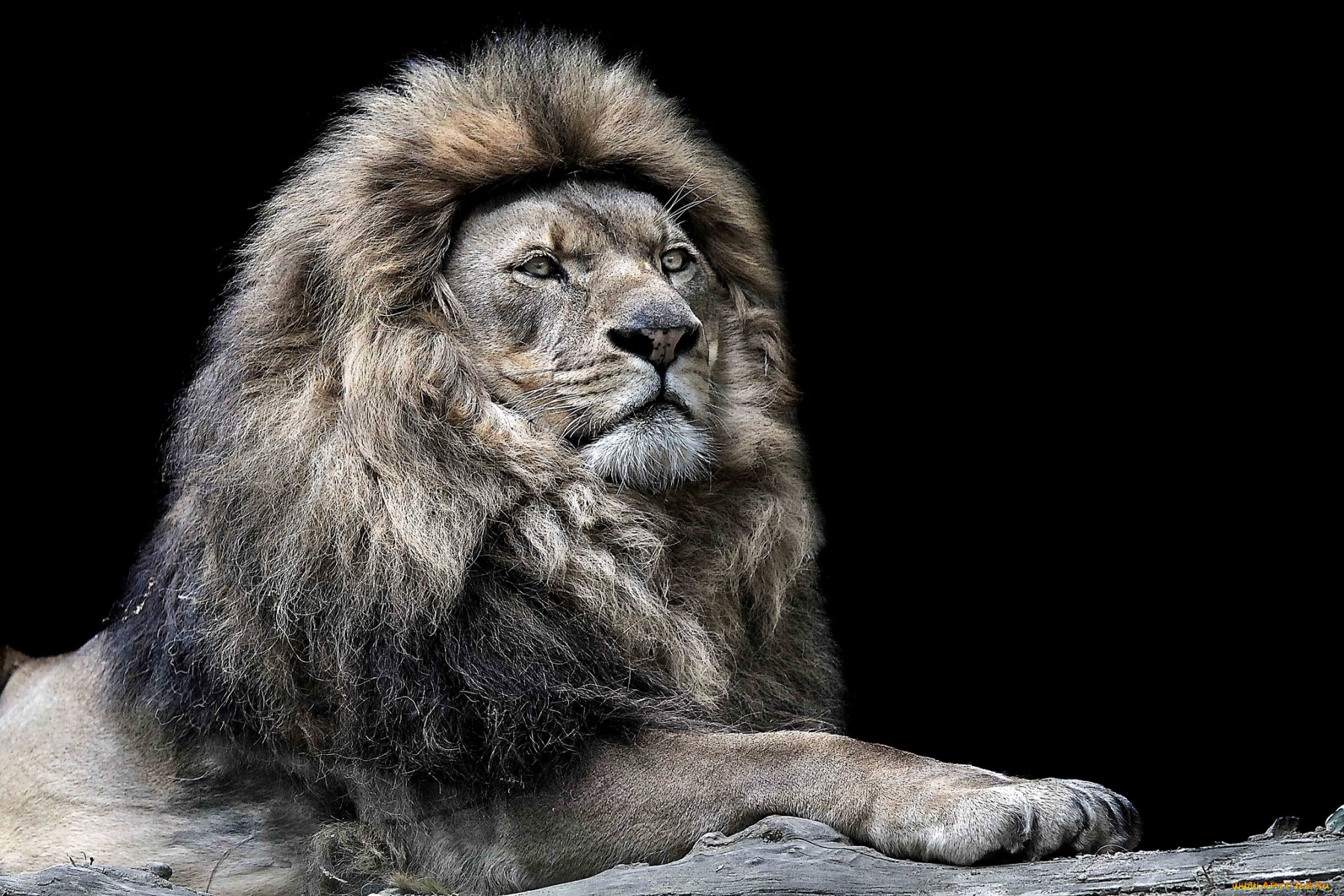 животные, львы, царь, достоинство, грива