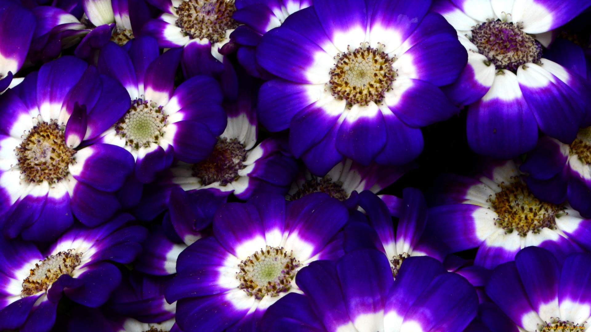 цветы, цинерария, фиолетовый, много