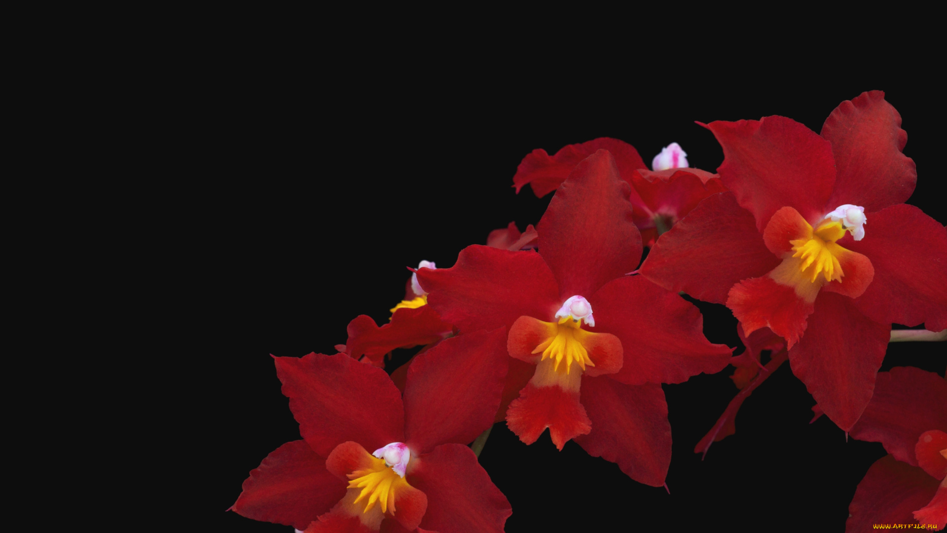 цветы, орхидеи, красный, ветка
