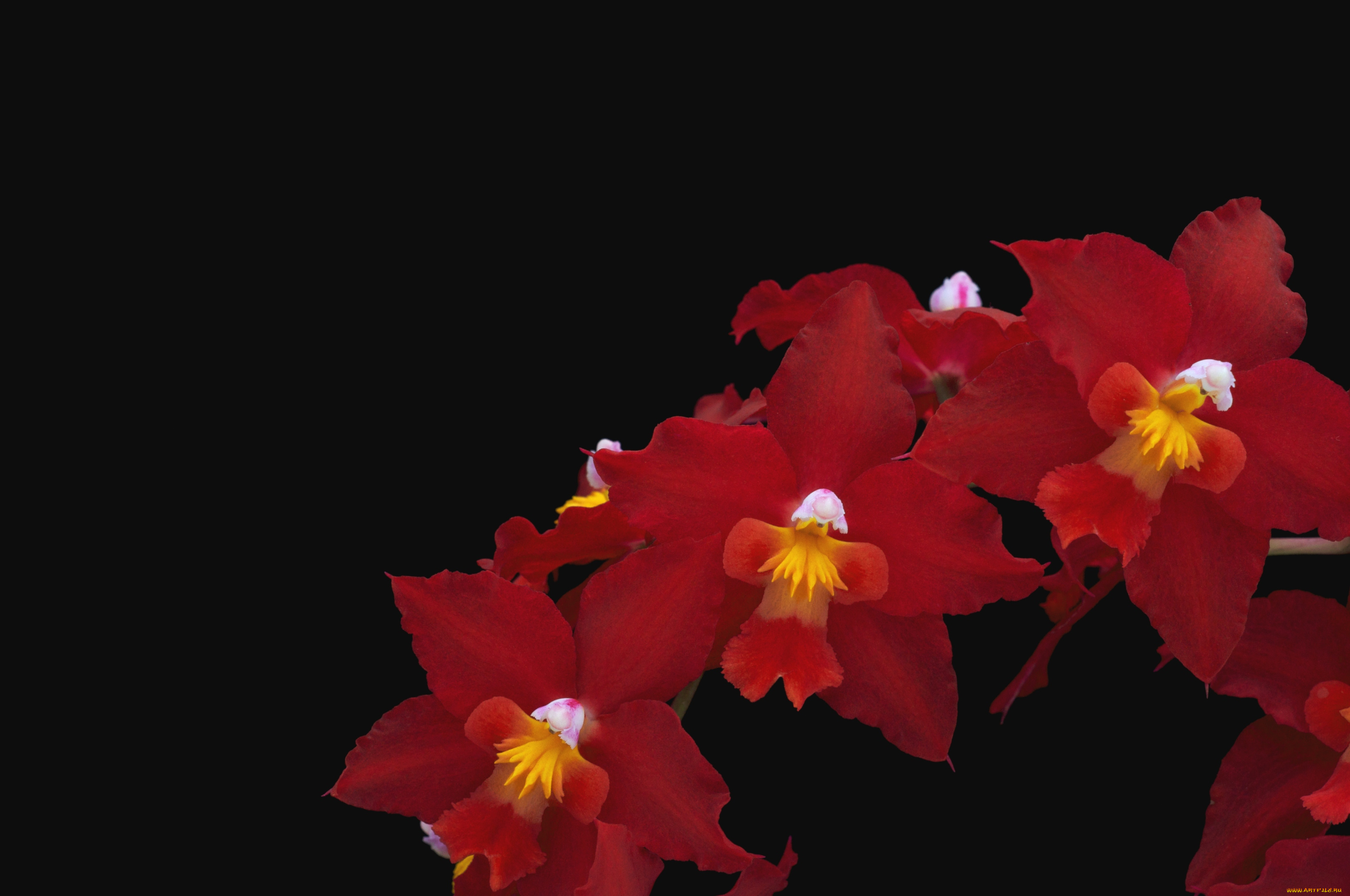 цветы, орхидеи, красный, ветка