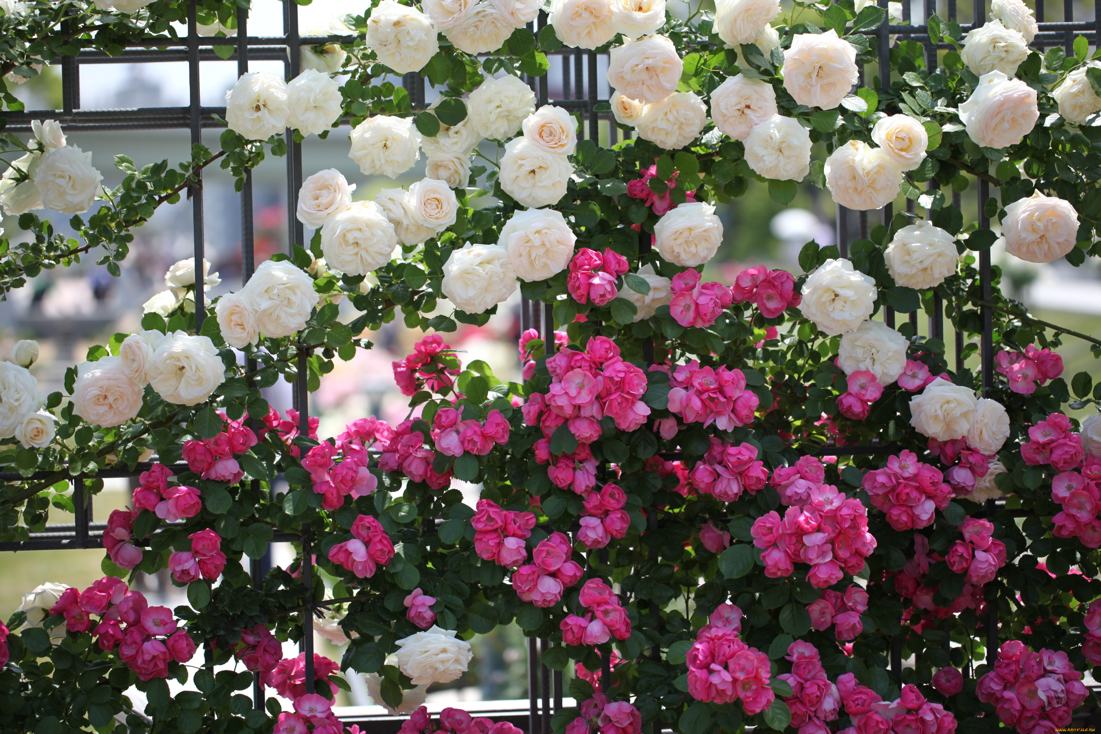 цветы, розы, забор, белый, розовый