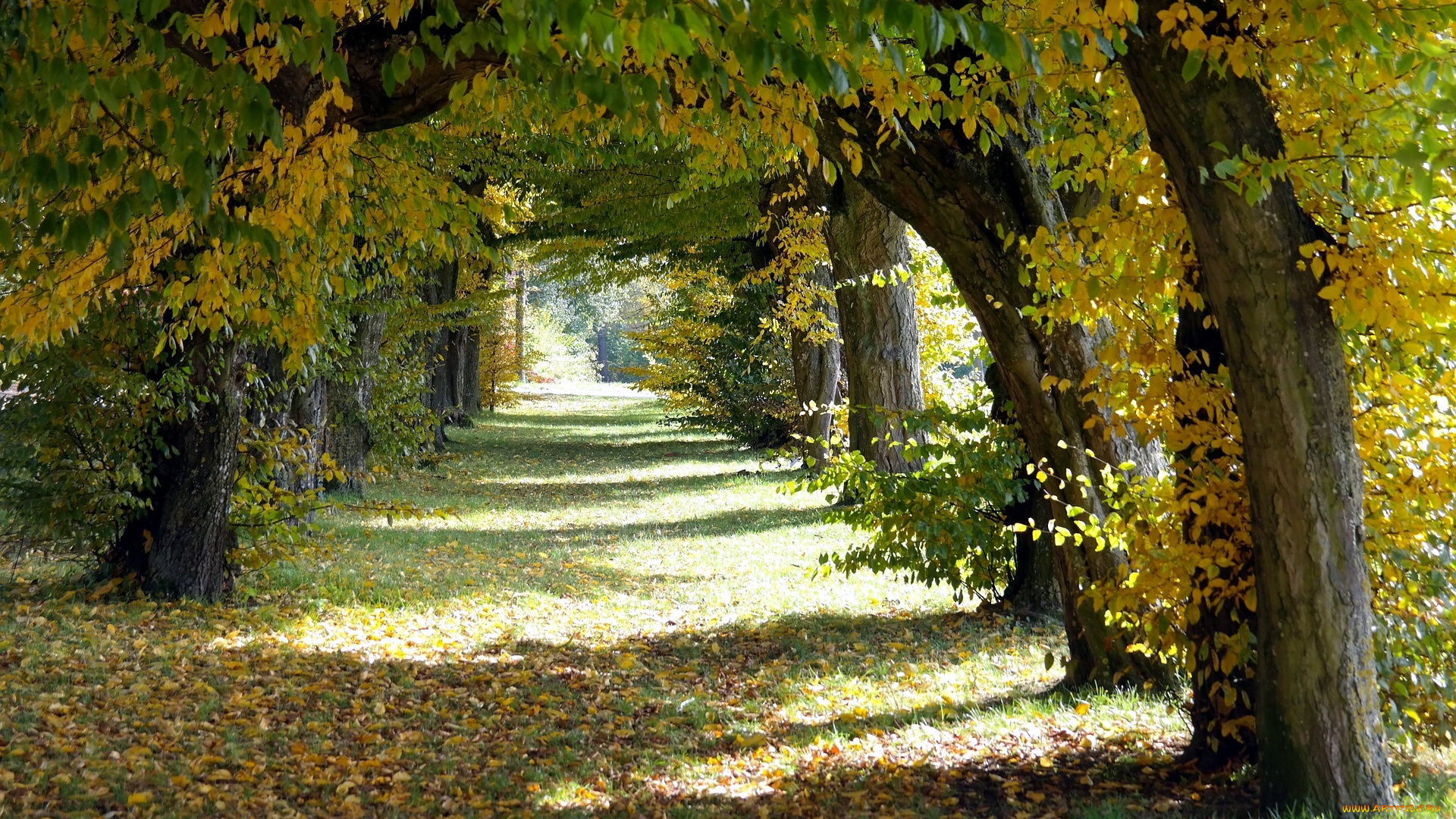 природа, парк, аллея, осень, деревья