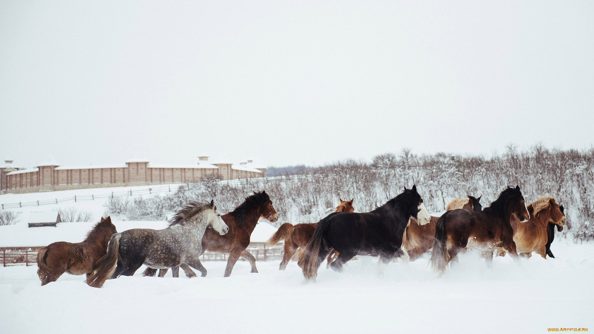 животные, лошади, кони, снег, зима, деревянная, постройка