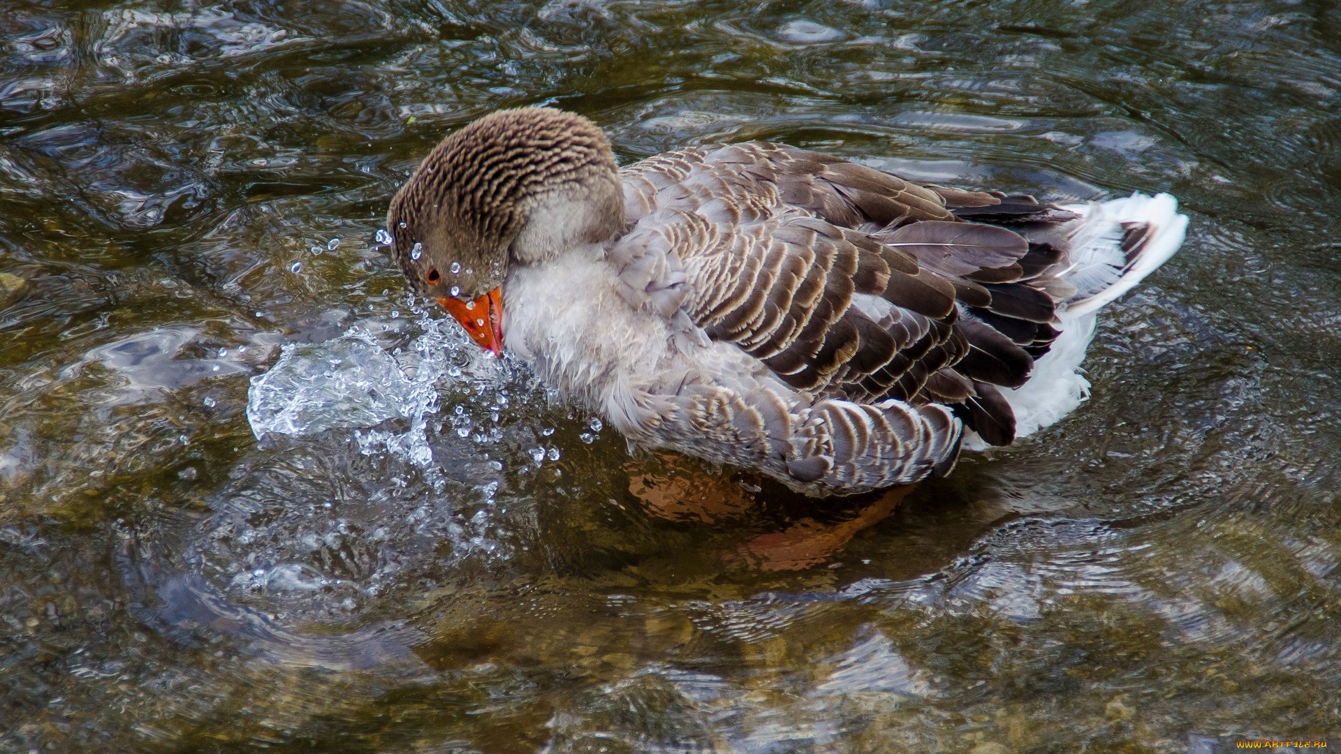 животные, утки, вода, утка