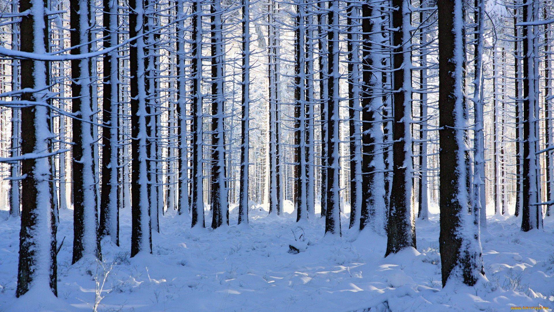 природа, лес, зима