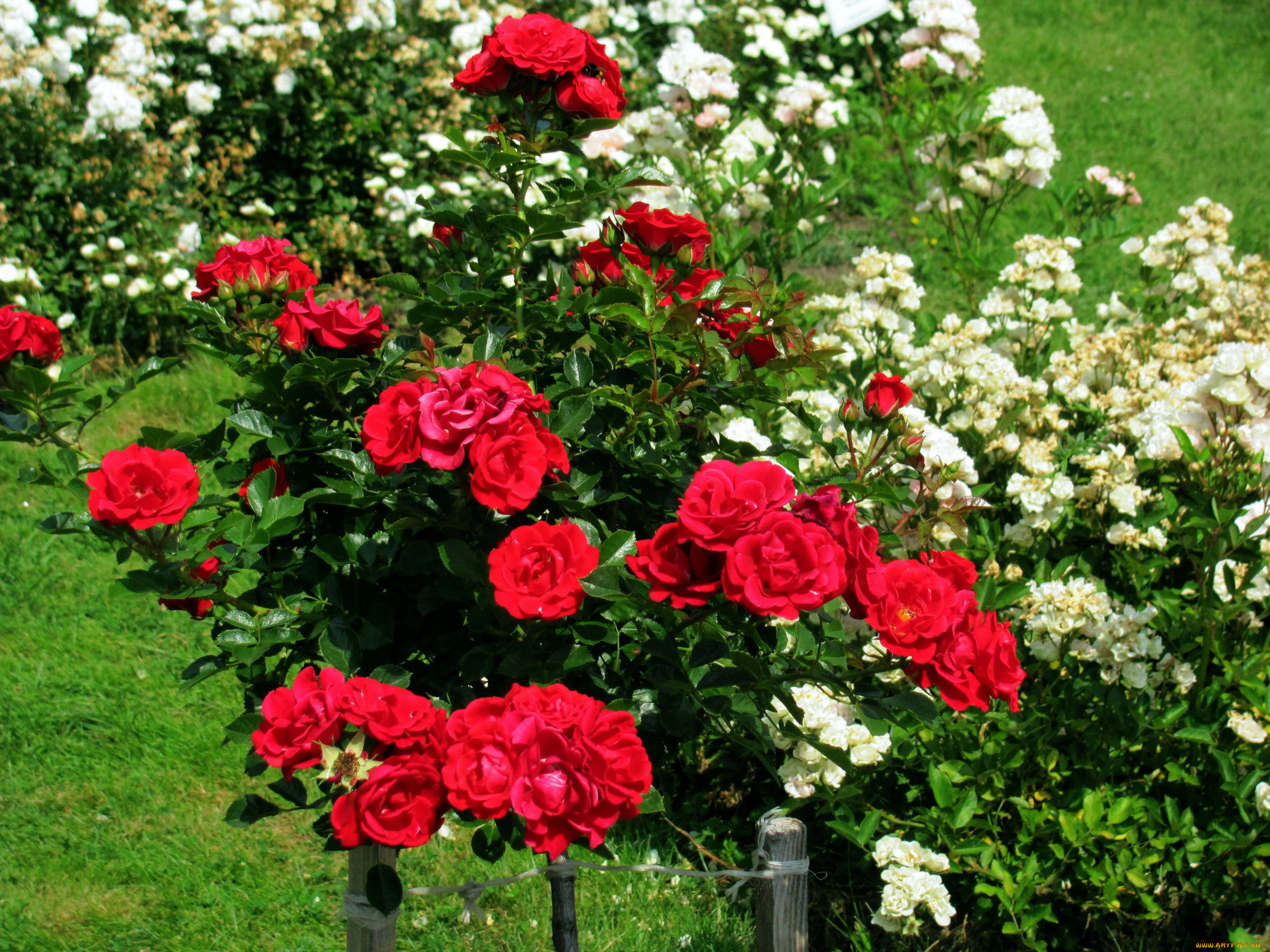 цветы, розы, белые, красные, кусты